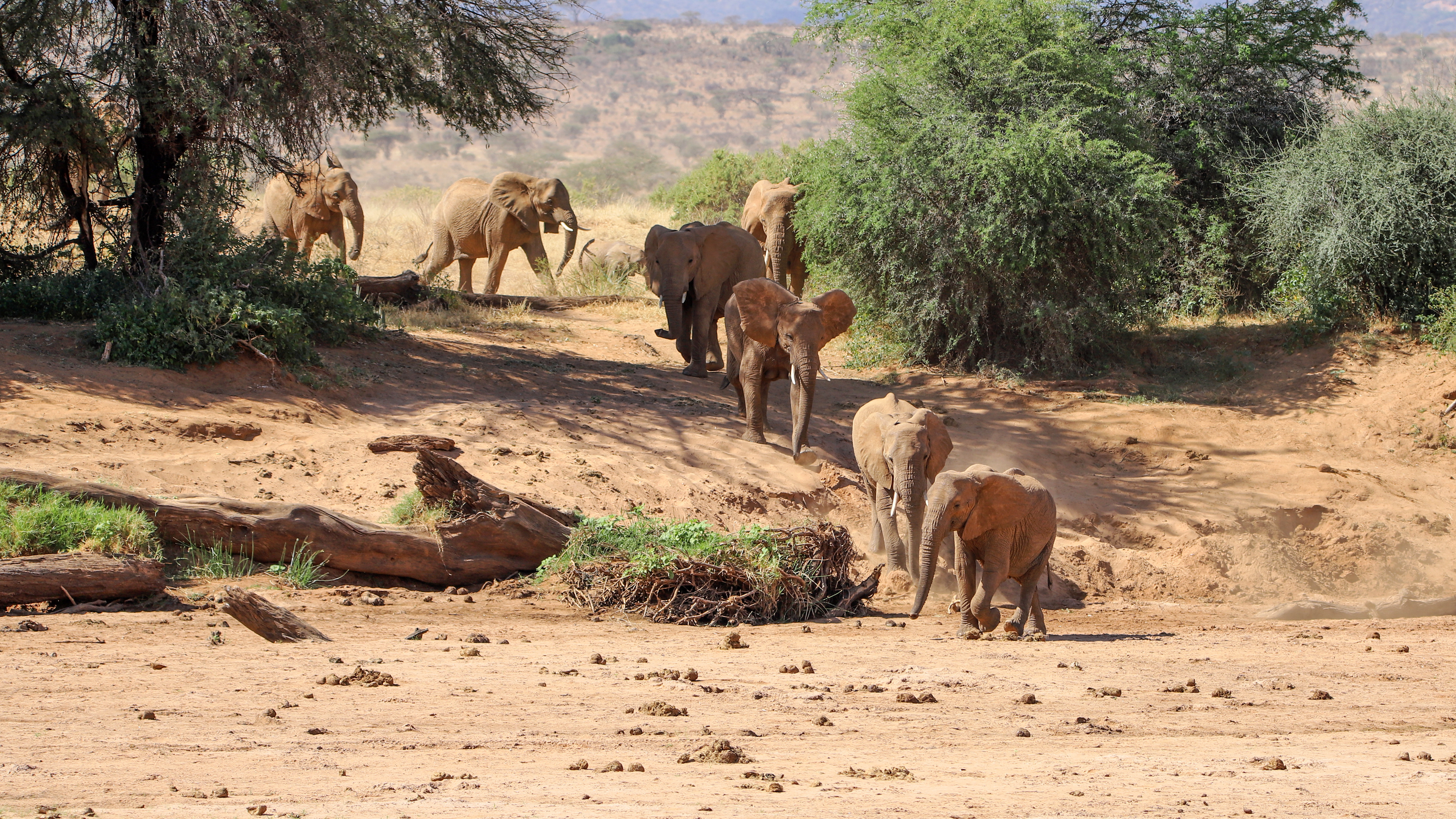 Elephant Path