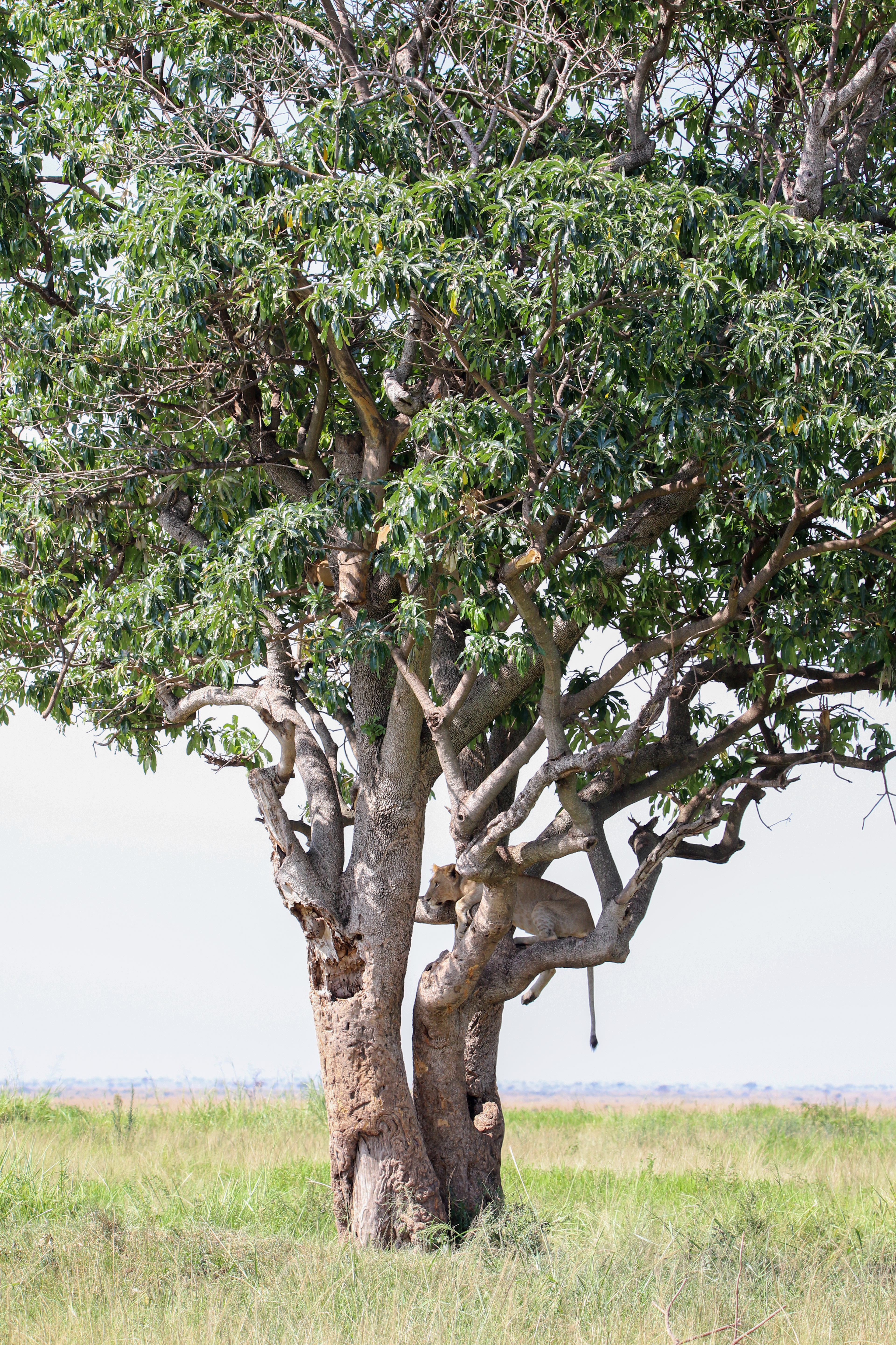 Lion Tree ©MomentsbyHeatherNicole
