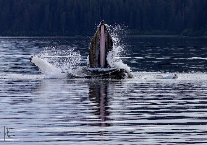 A humpback whale enjoys a mouthful of herring while bubble-net feeding off the coast of Sitka, Alaska.  ©MomentsbyHeatherNicole