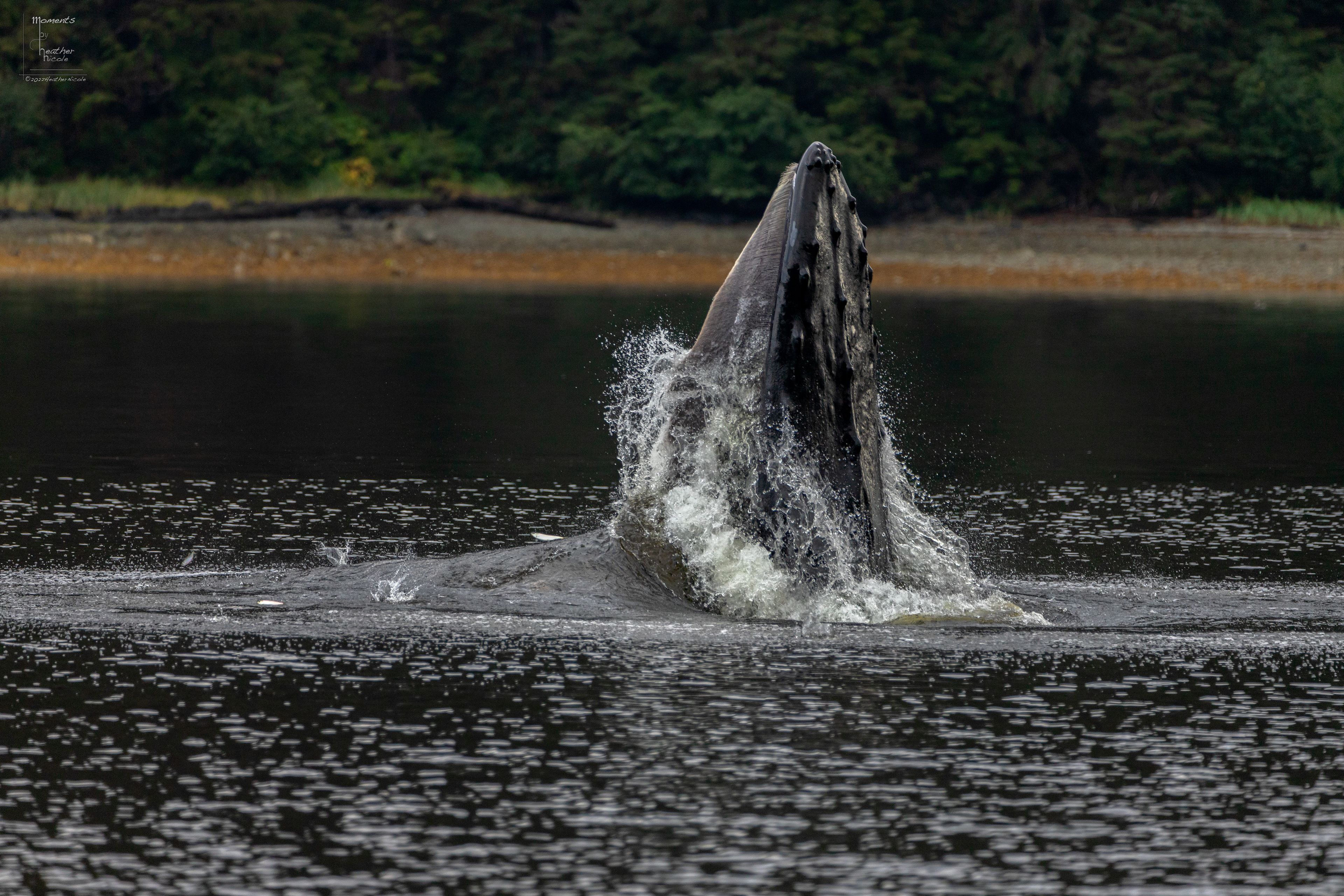Bubble Net Feeding 2 - ©MomentsbyHeatherNicole