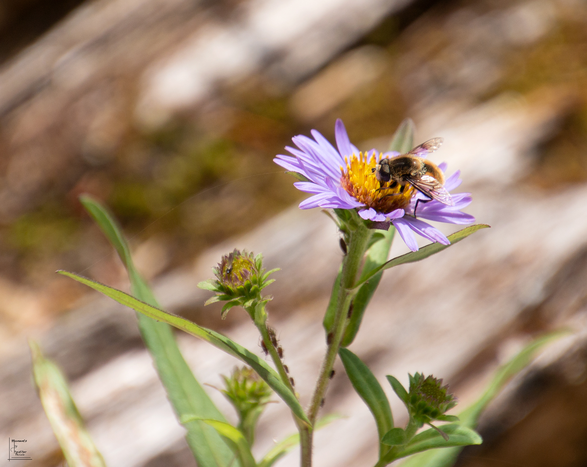 Bee Flower - ©MomentsbyHeatherNicole
