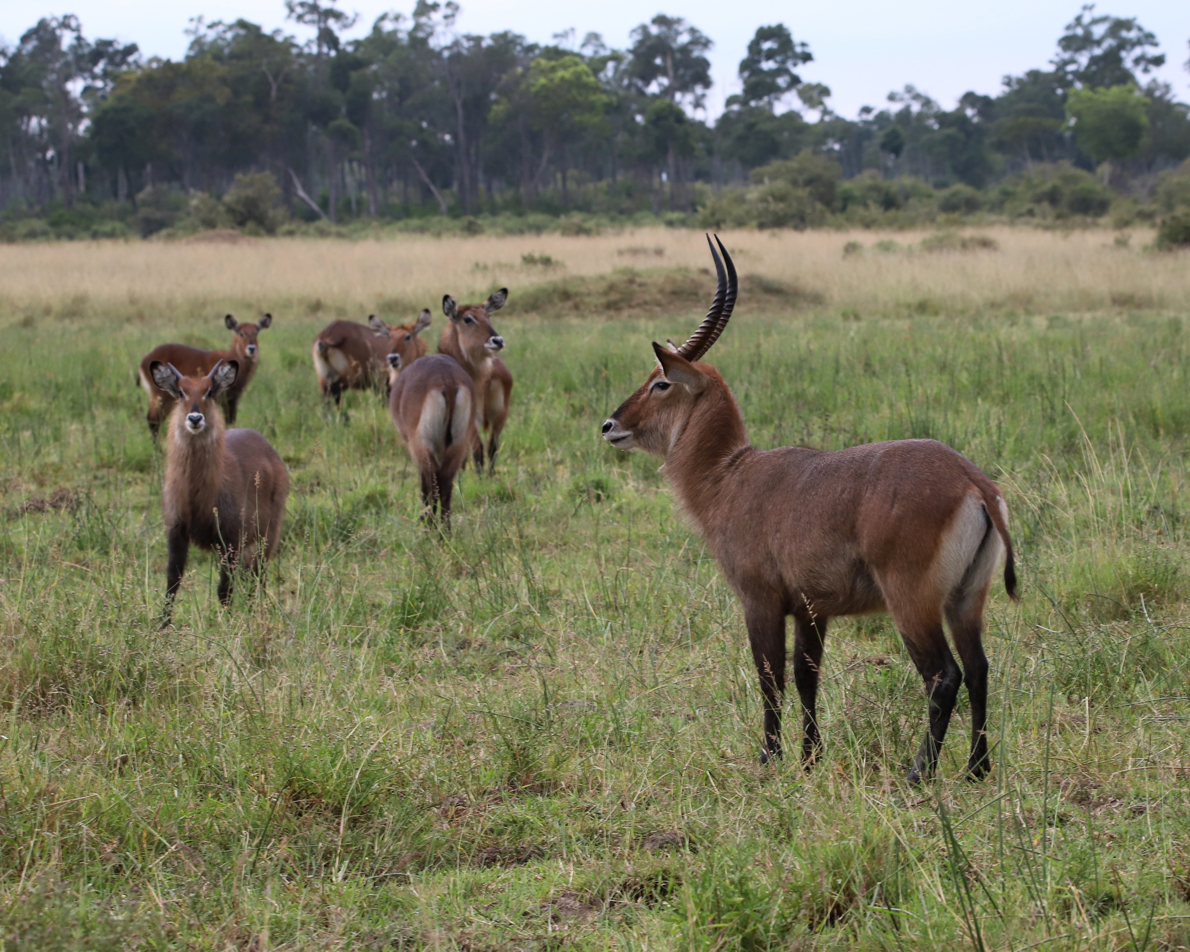Water Buck ©MomentsbyHeatherNicole