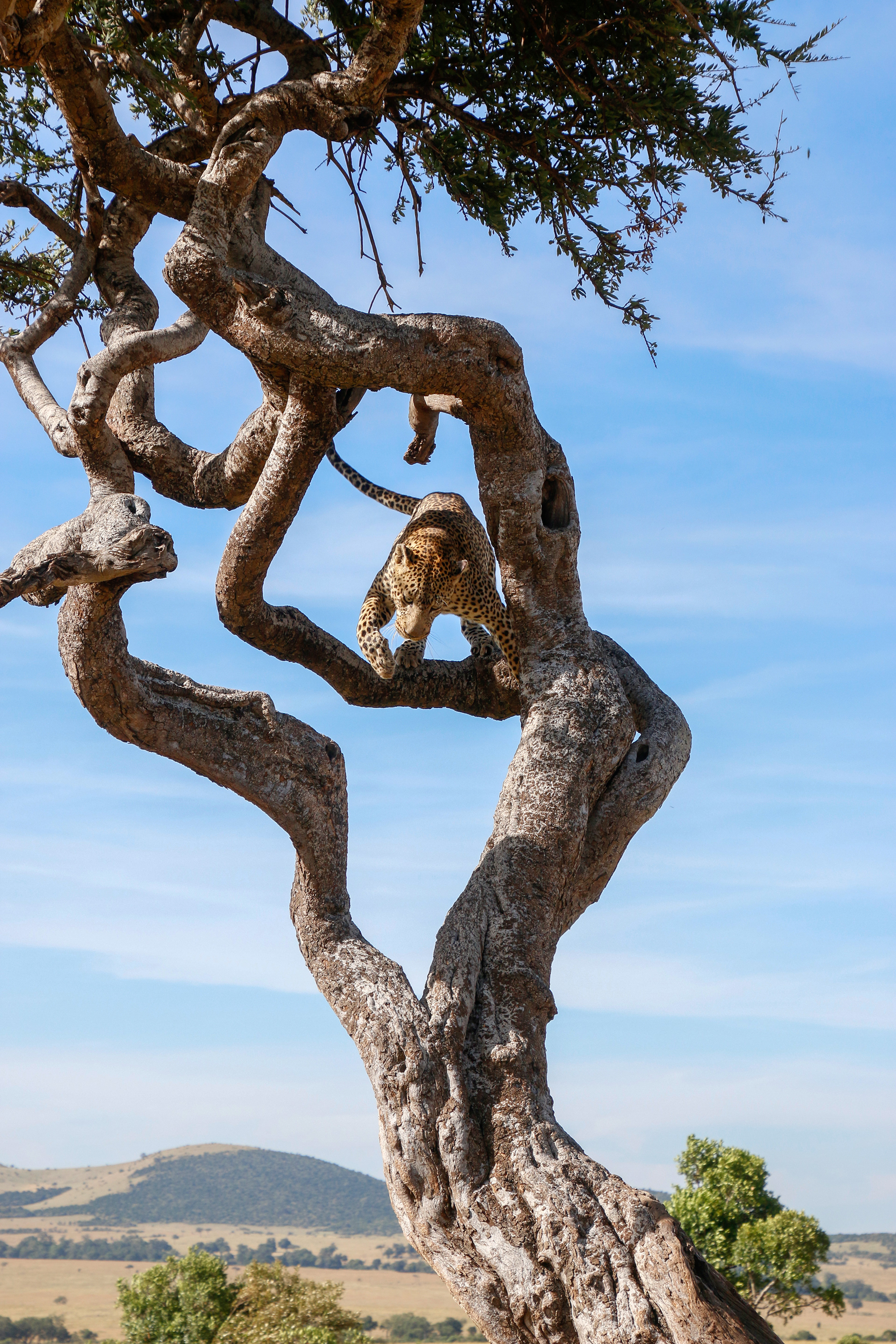 Limber Leopard