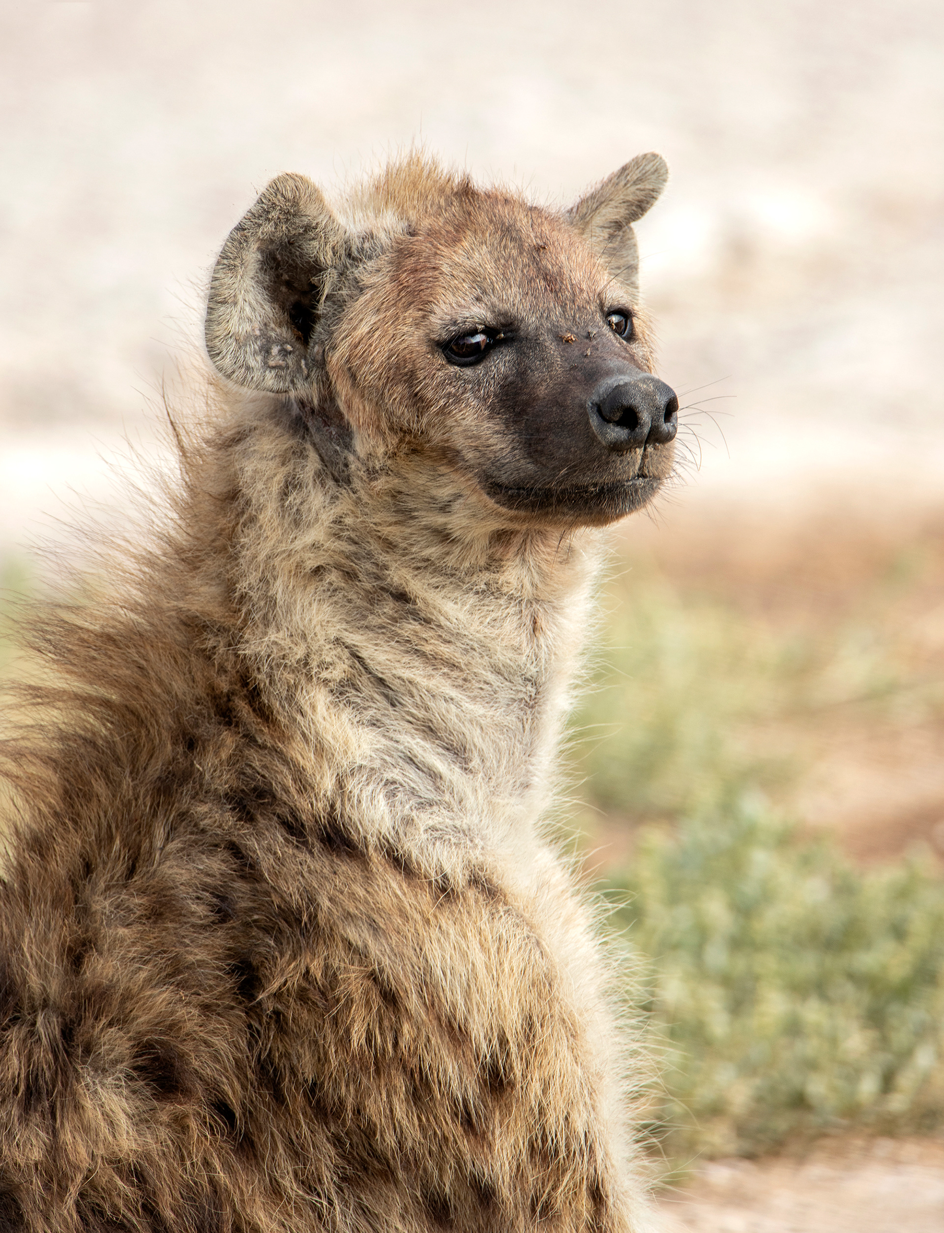 The Hyena - ©MomentsbyHeatherNicole