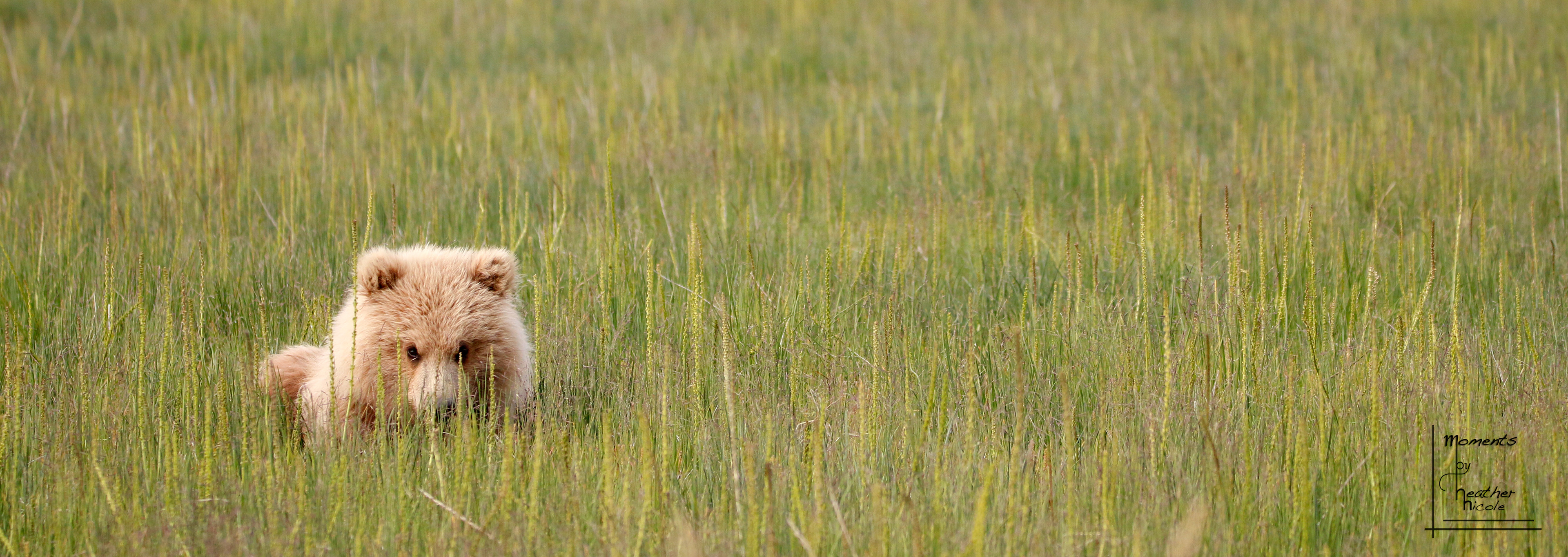 Hiding  - ©MomentsbyHeatherNicole