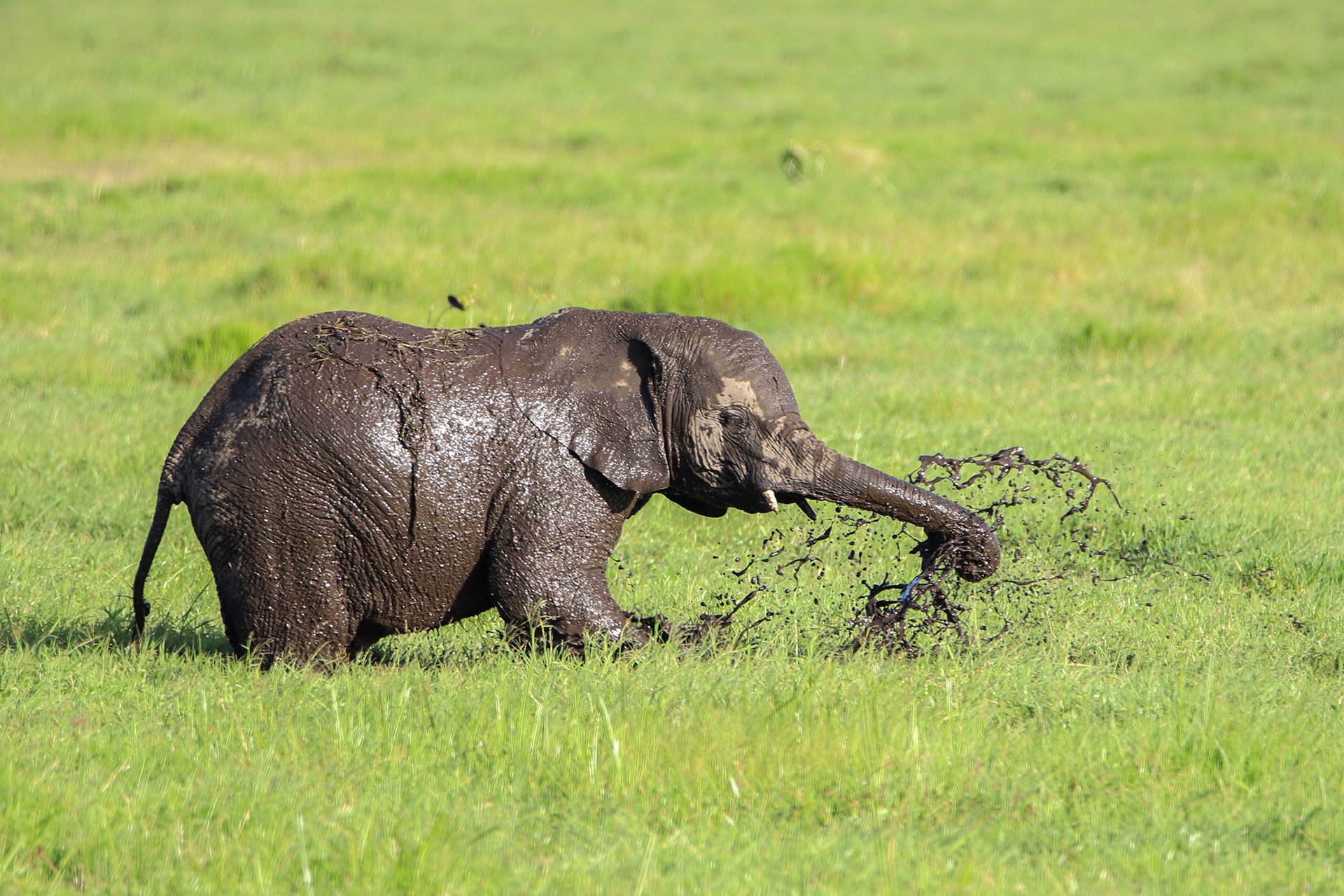 Mud Bath! ©MomentsbyHeatherNicole