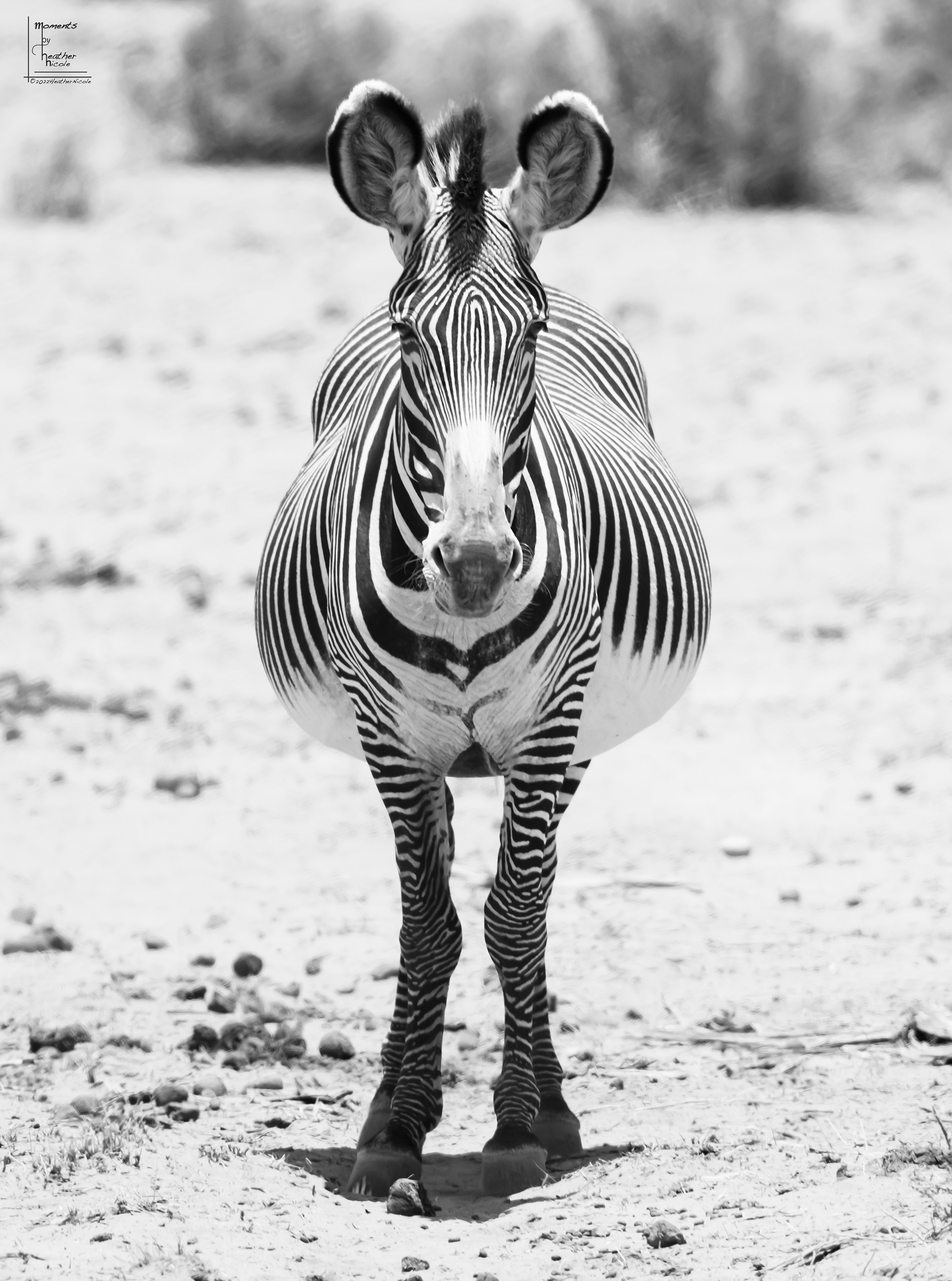 Waiting - ©MomentsbyHeatherNicole