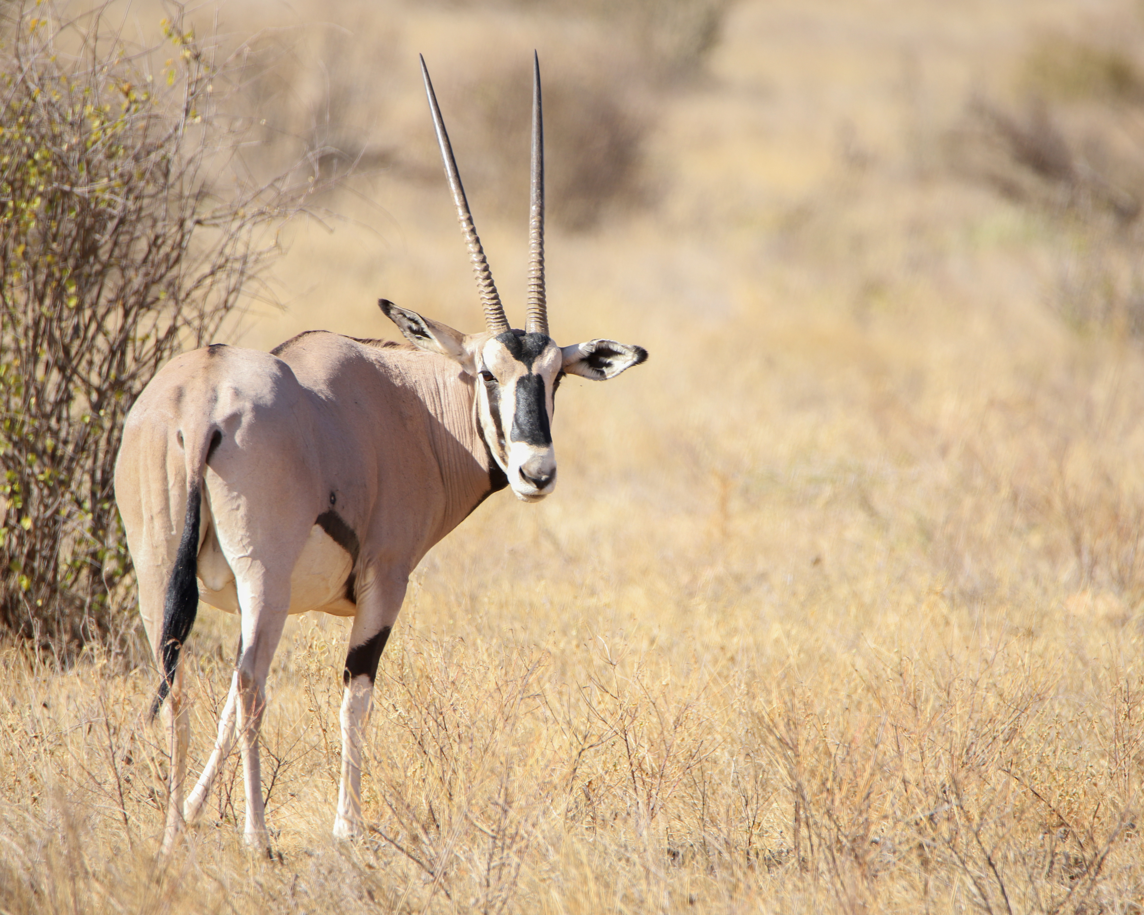 Oryx Look ©MomentsbyHeatherNicole