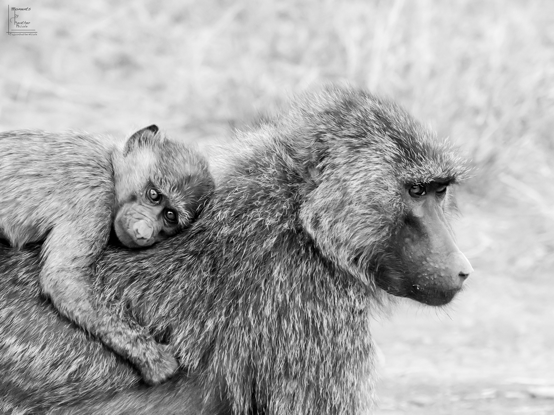 Protected ©MomentsbyHeatherNicole