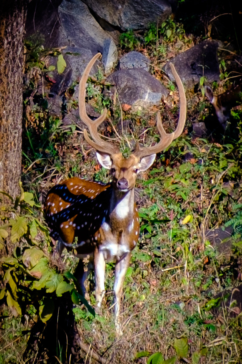 (CG, India)