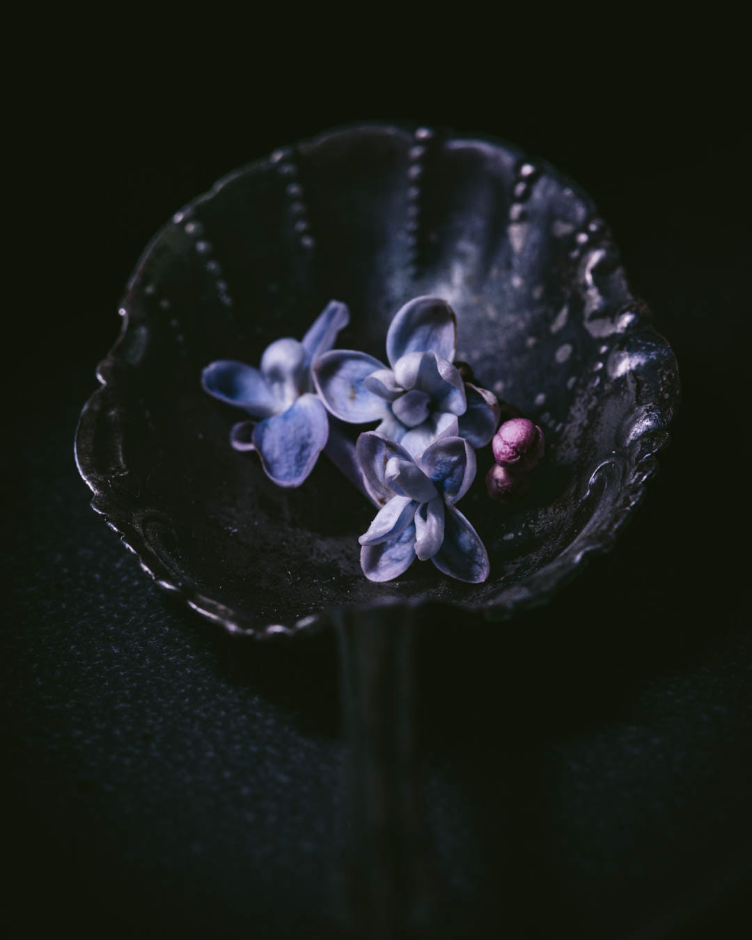 Resting Bloom