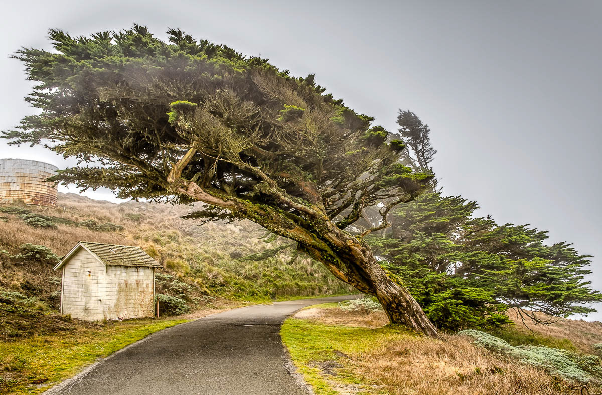 Point Reyes, California