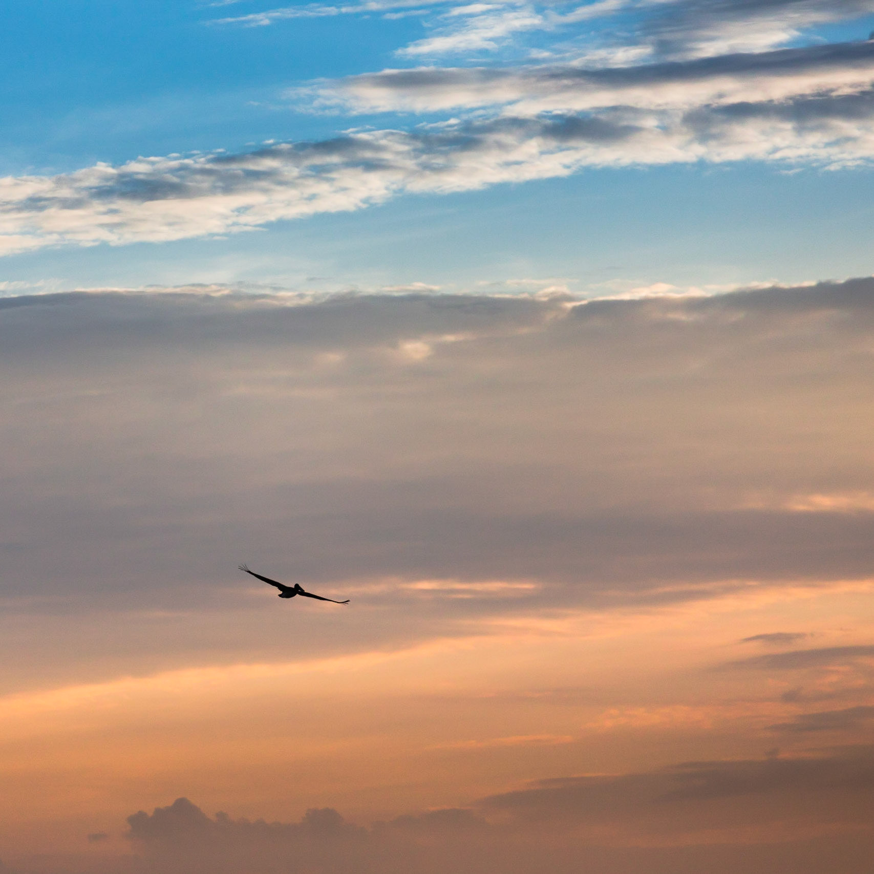 A brown pelican hovers the ocean in Assateague State Park