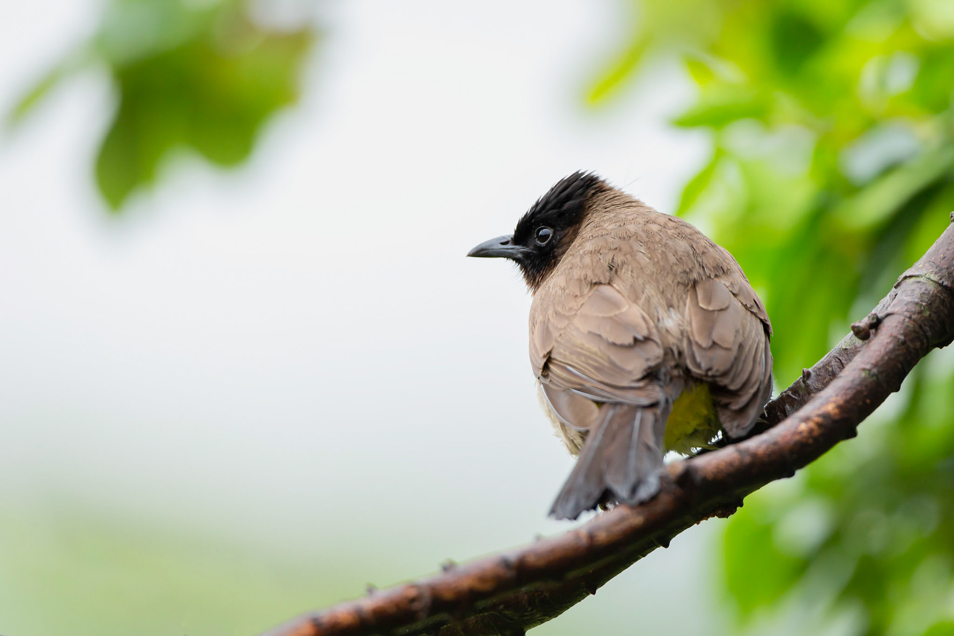Dark-capped Bulbul