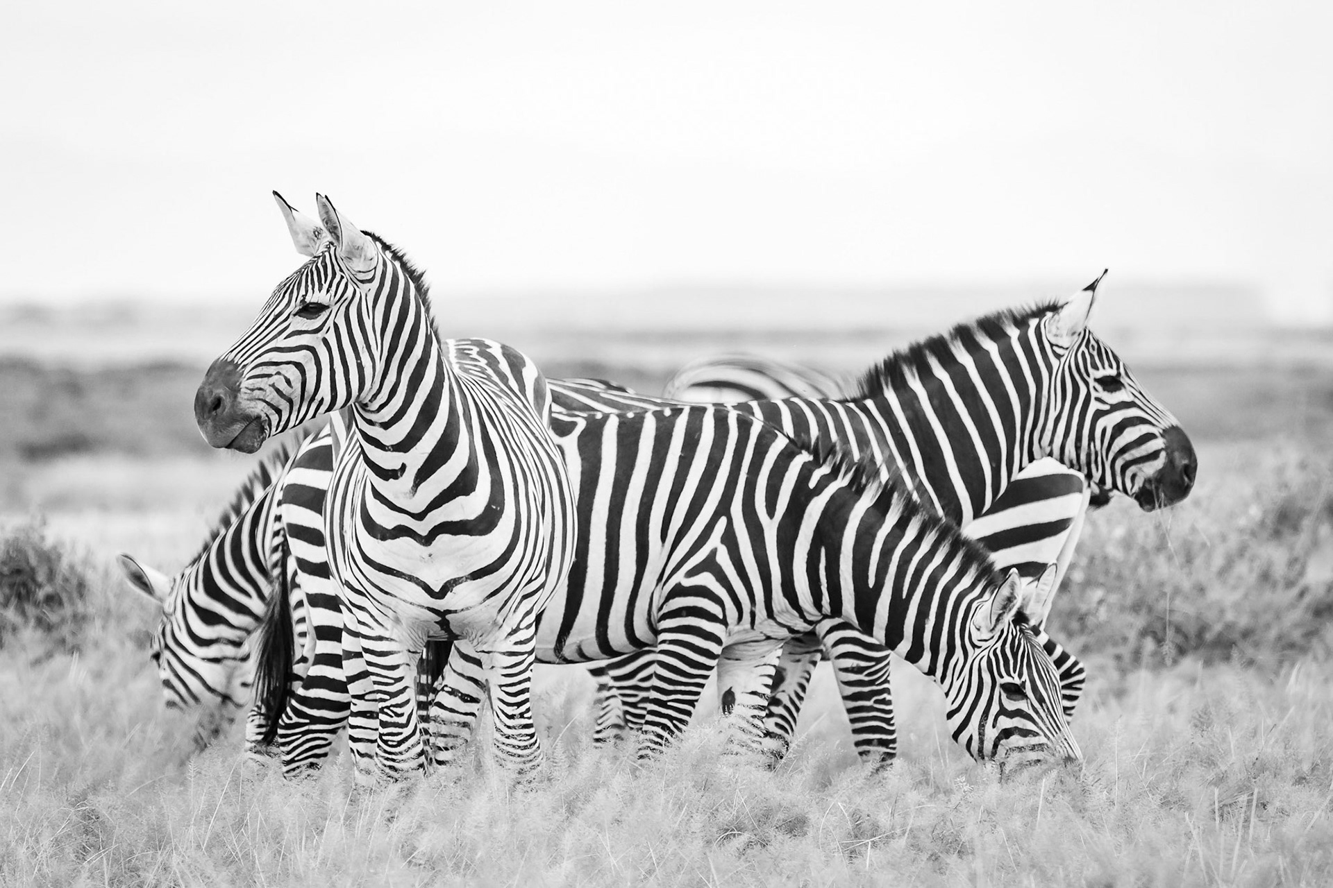 Dazzling Zebra