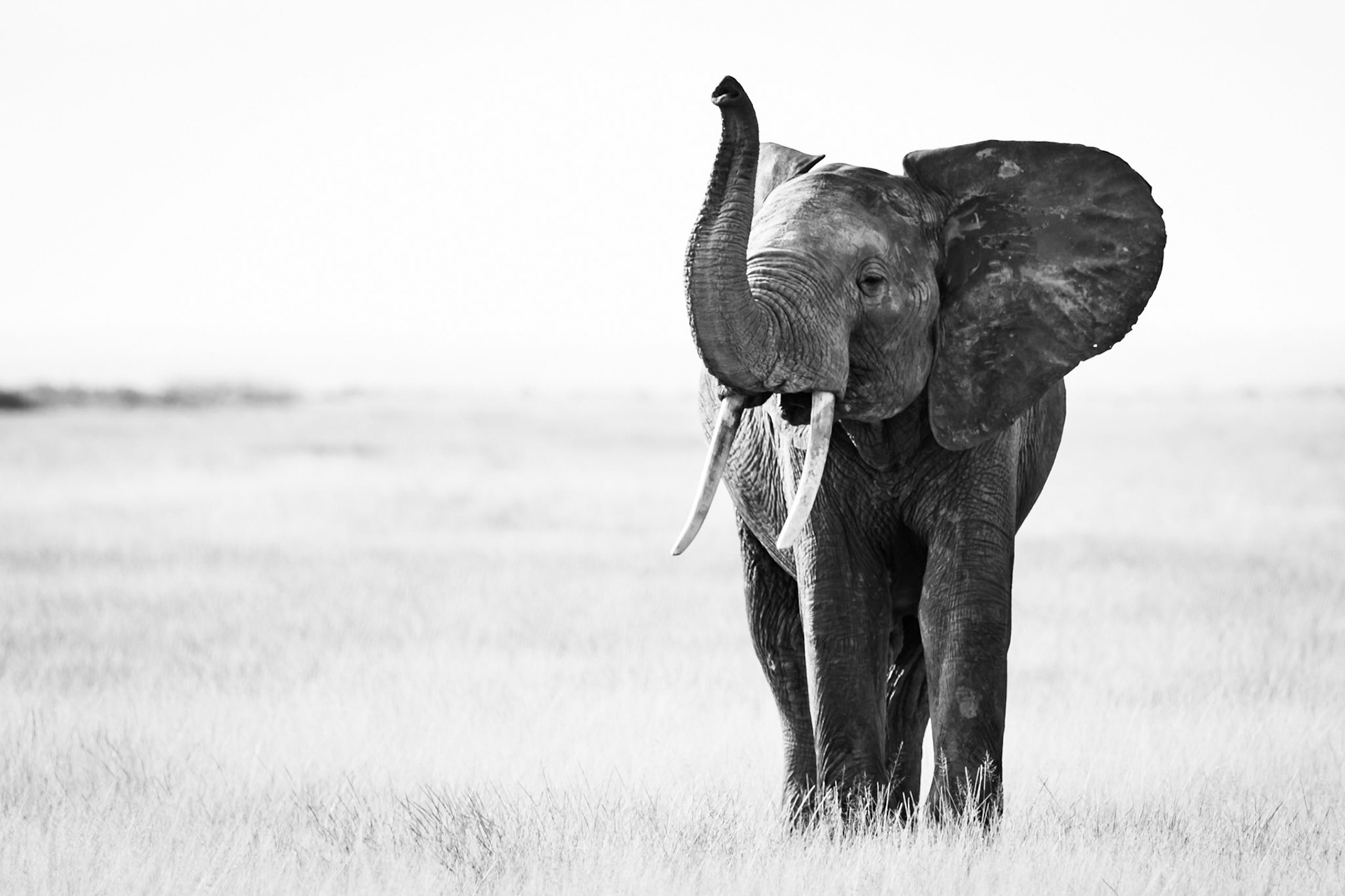 Amboseli National Park, Kenya