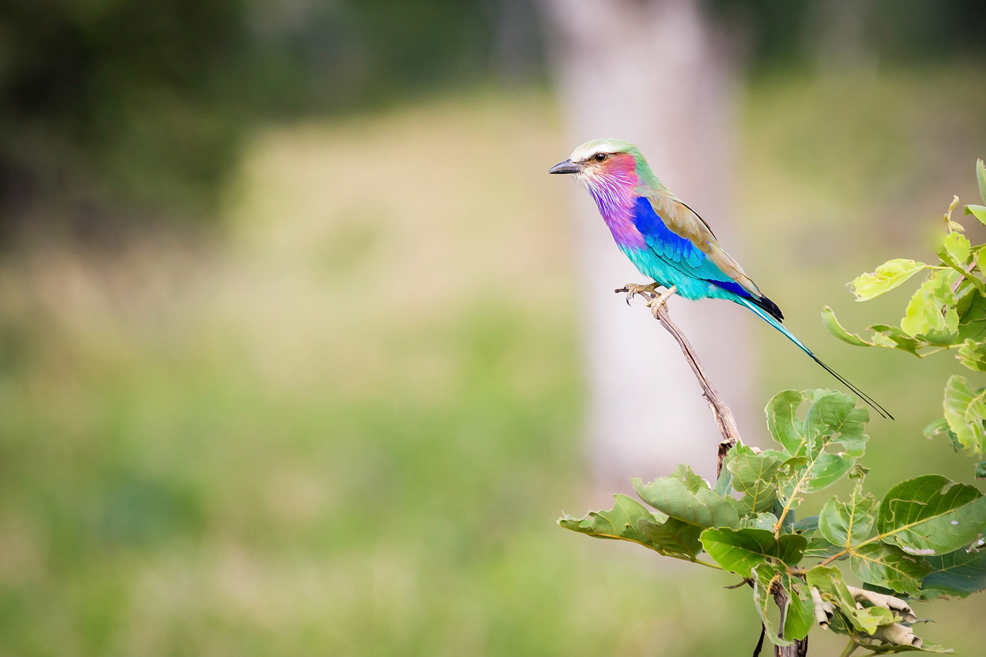 Lilac Breasted Roller