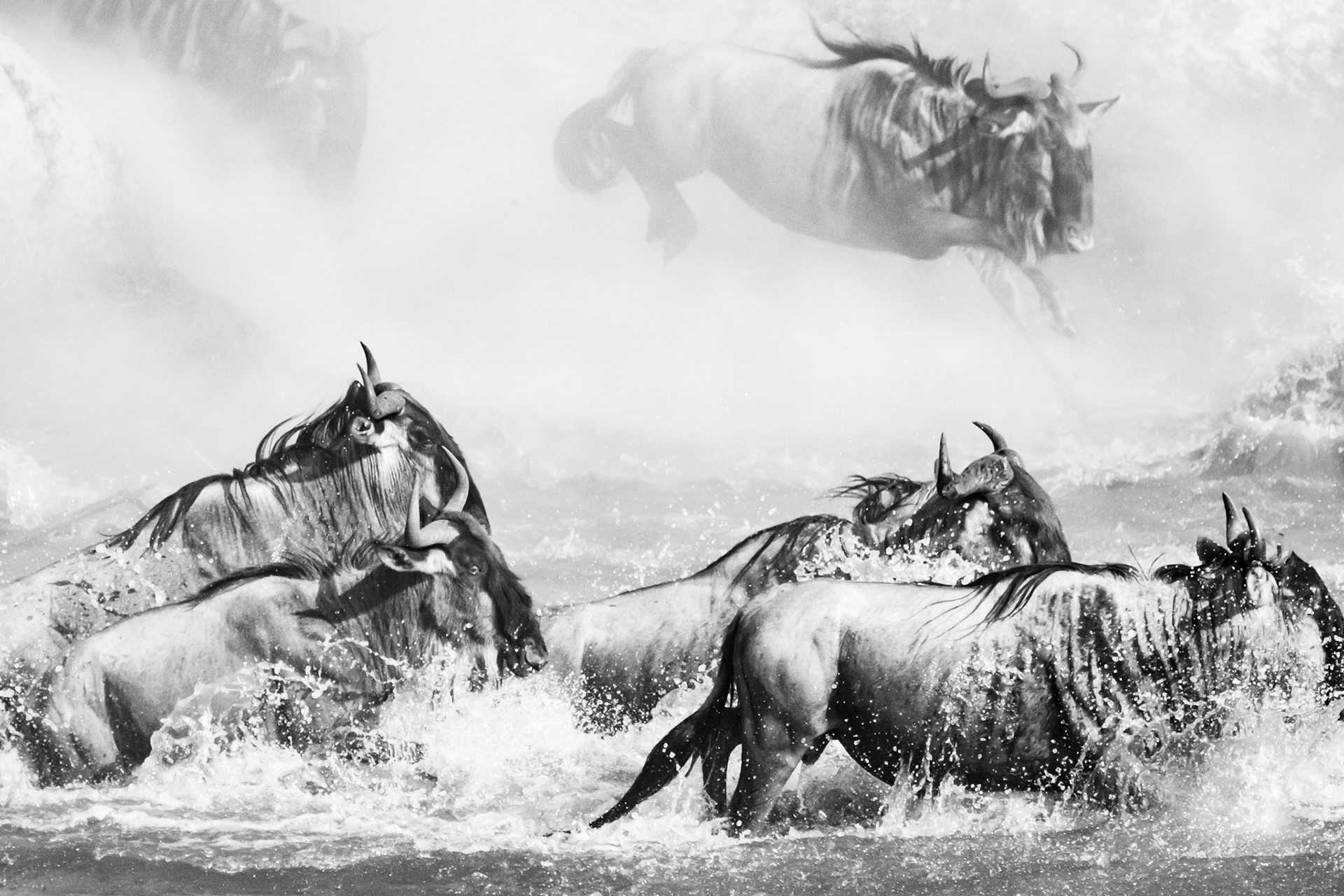 Wildebeest Crossing 1/3
