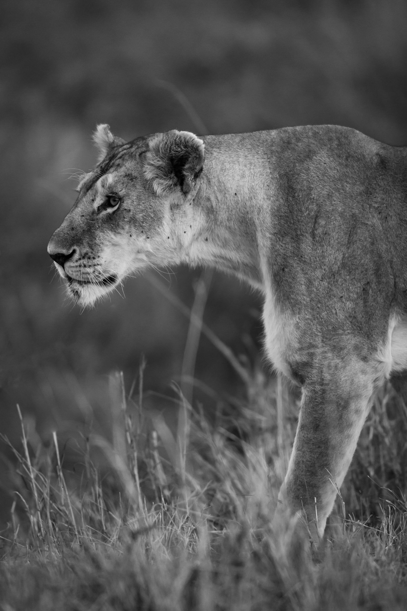 Masai Mara National Park, Kenya