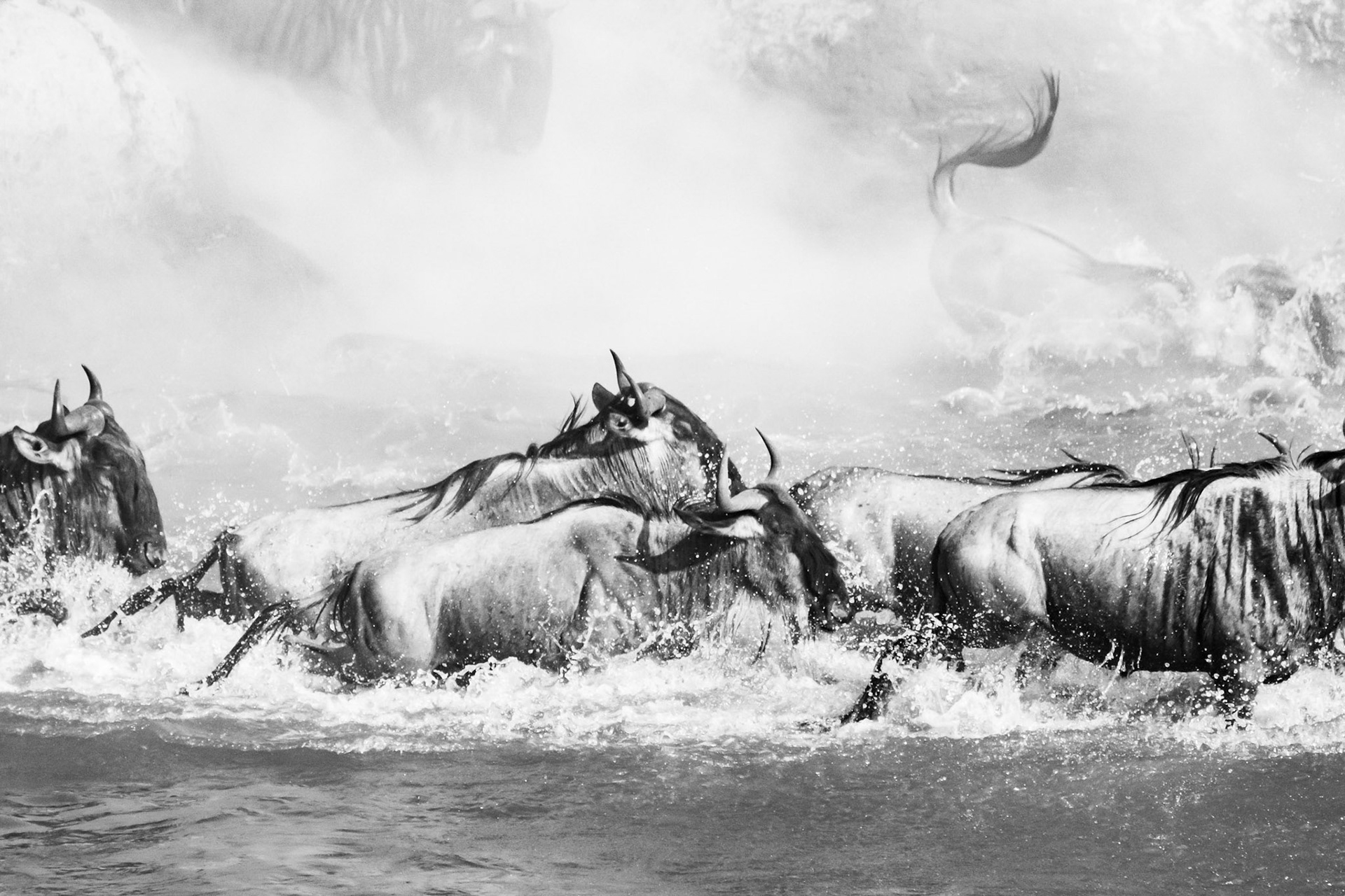 Wildebeest Crossing 3/3