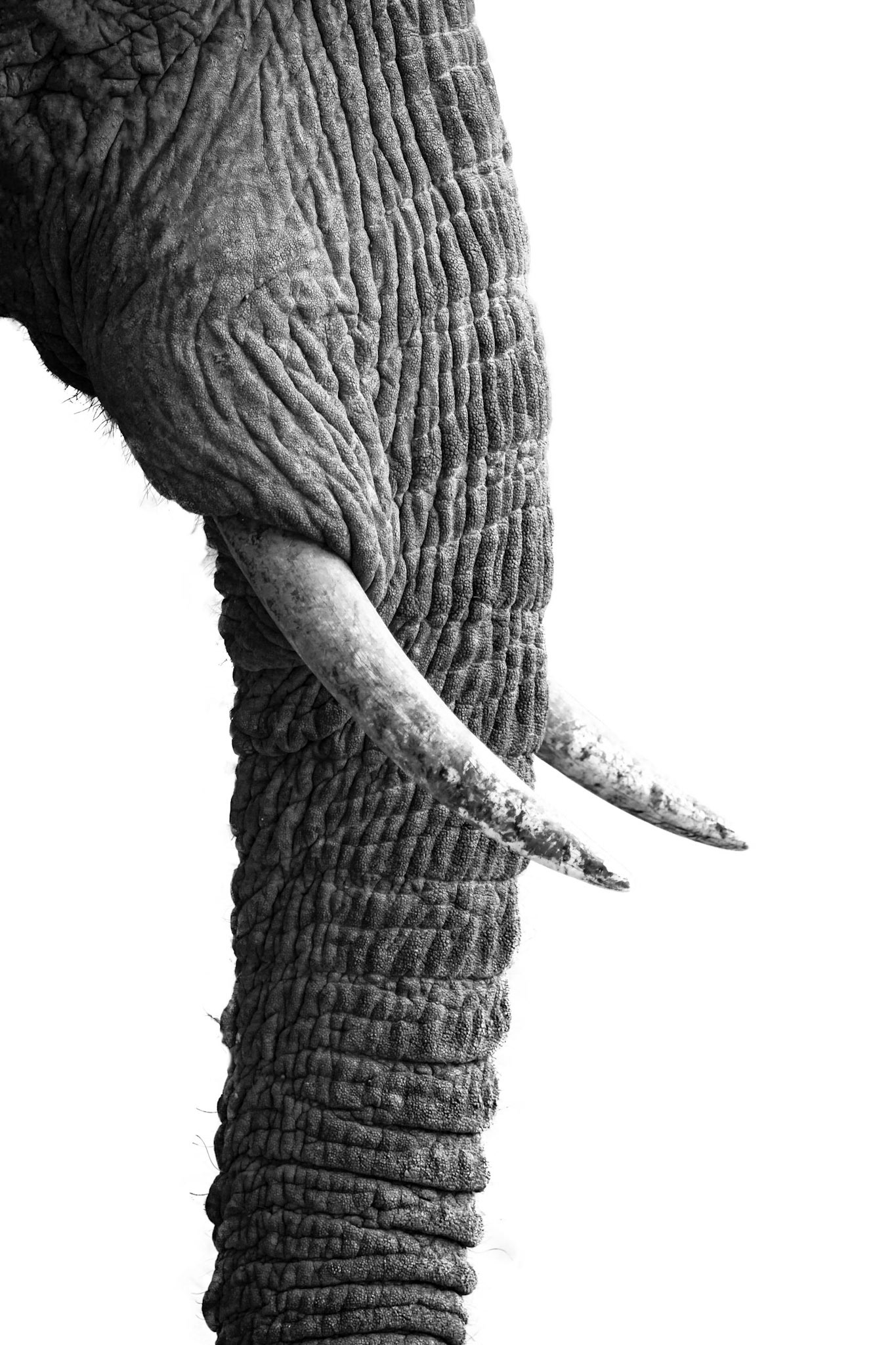 Tusker
