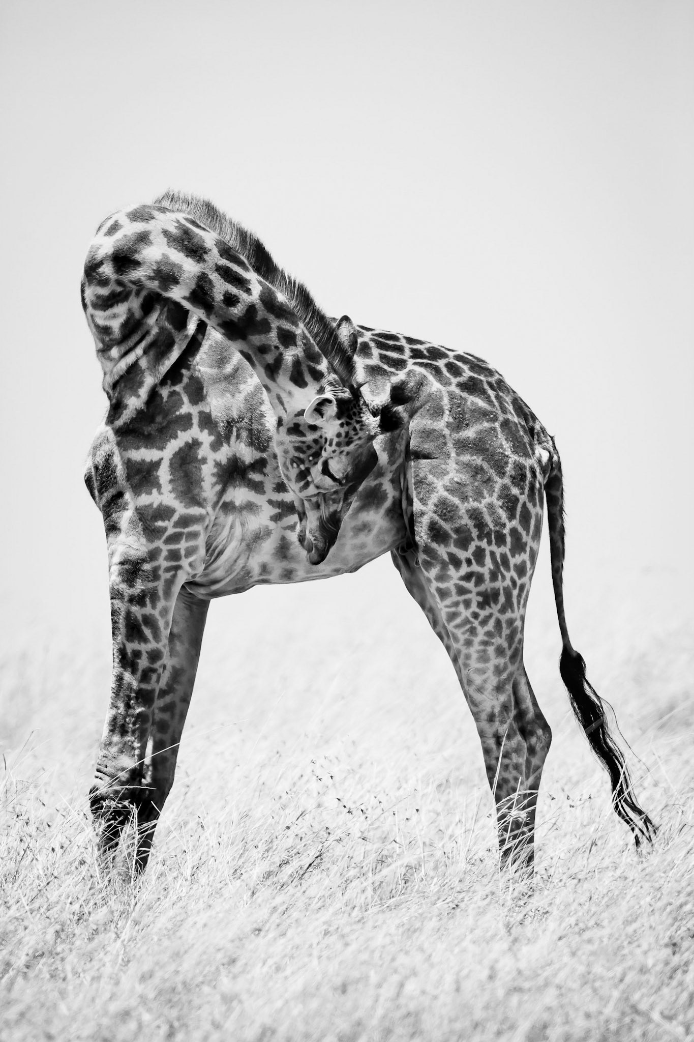 Masai Giraffe 2/3