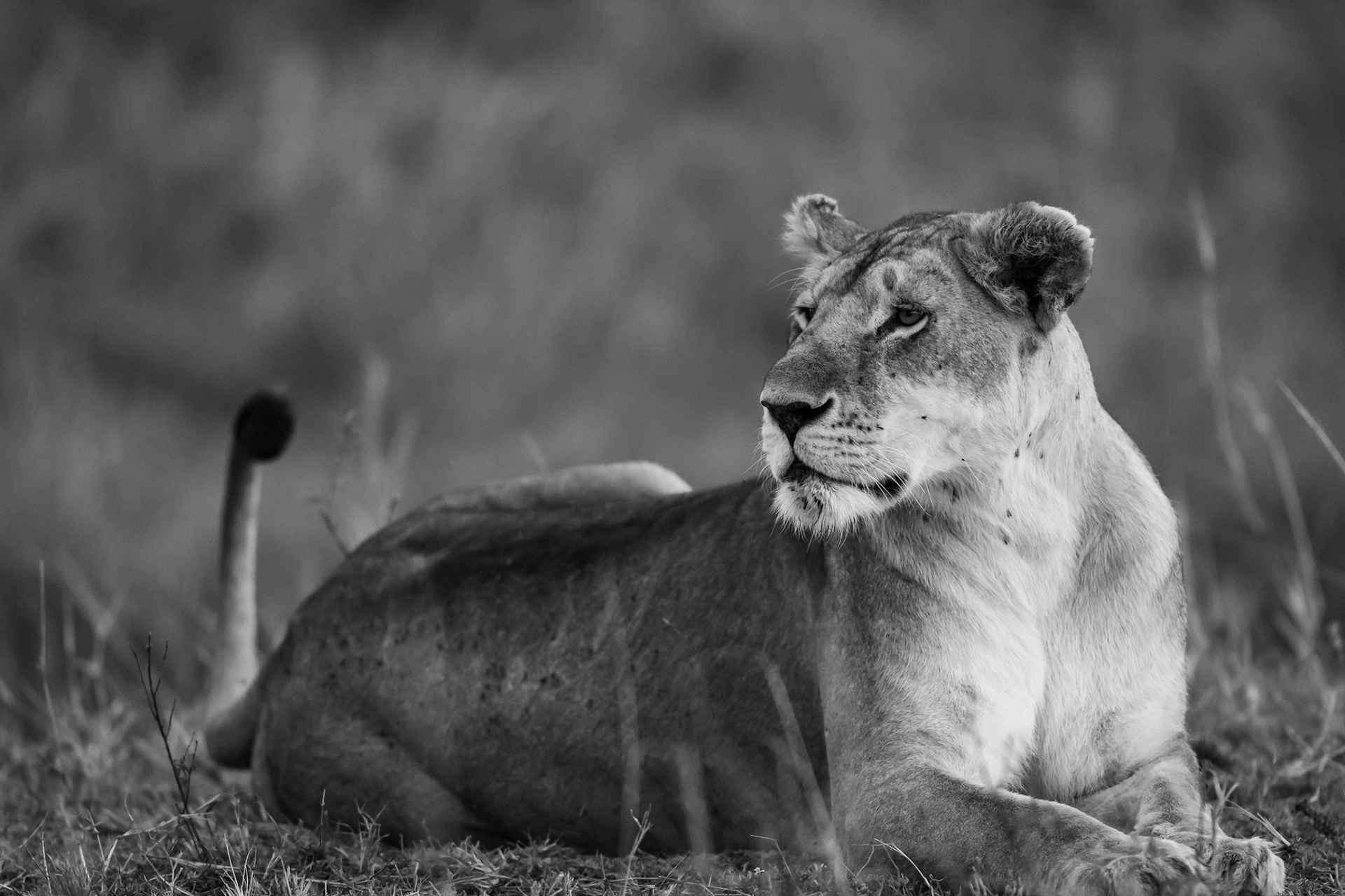 Masai Mara National Park, Kenya