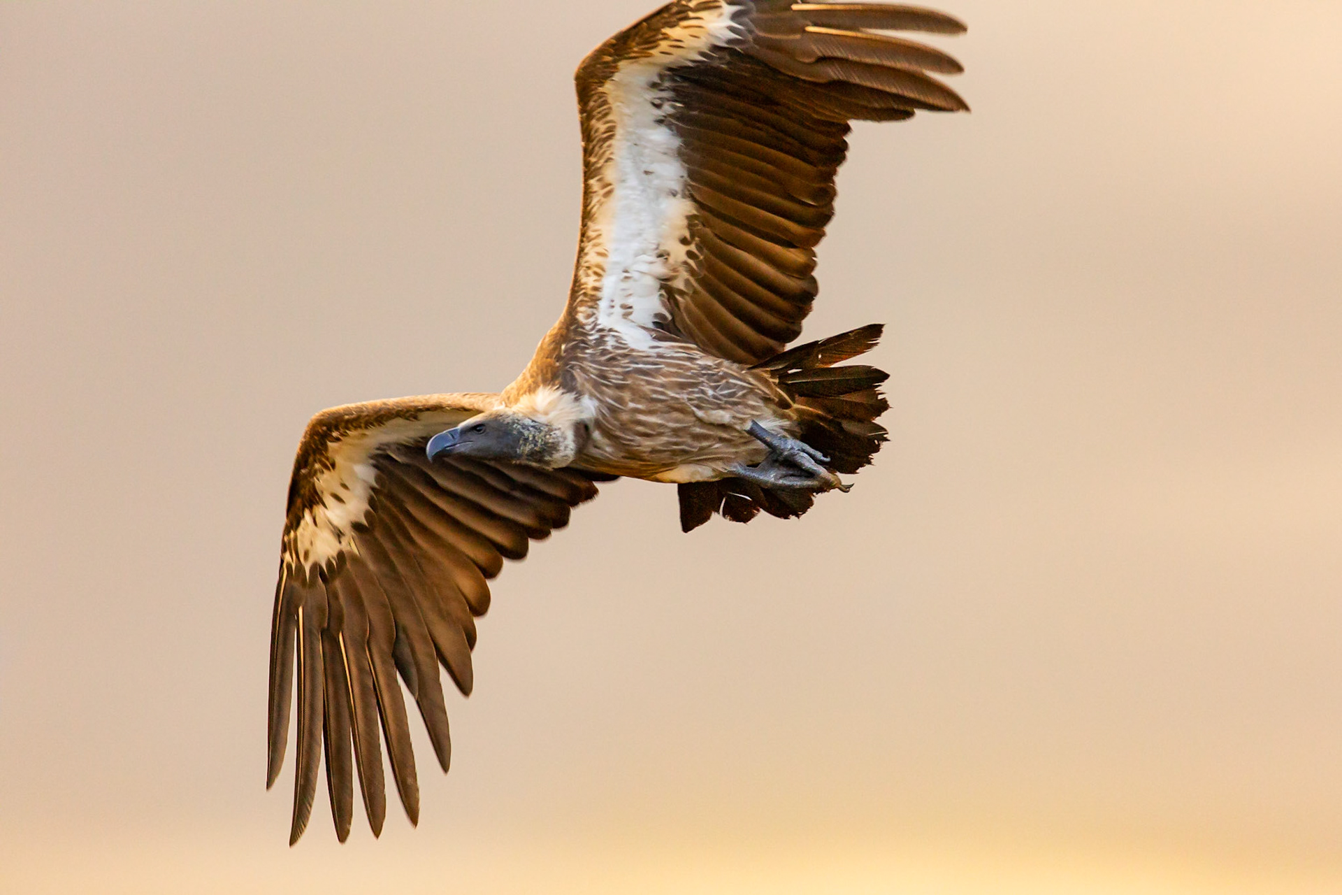 Voracious Vulture