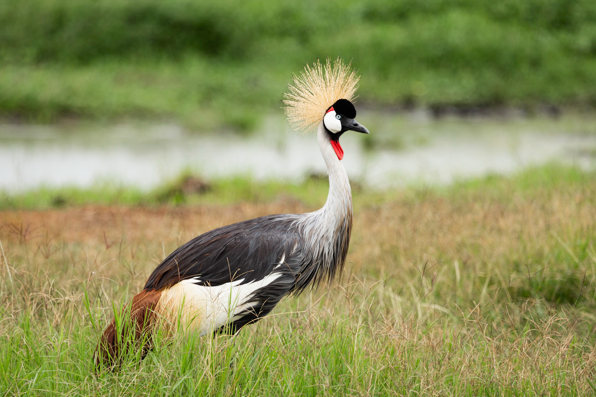 Fancy Hairdo