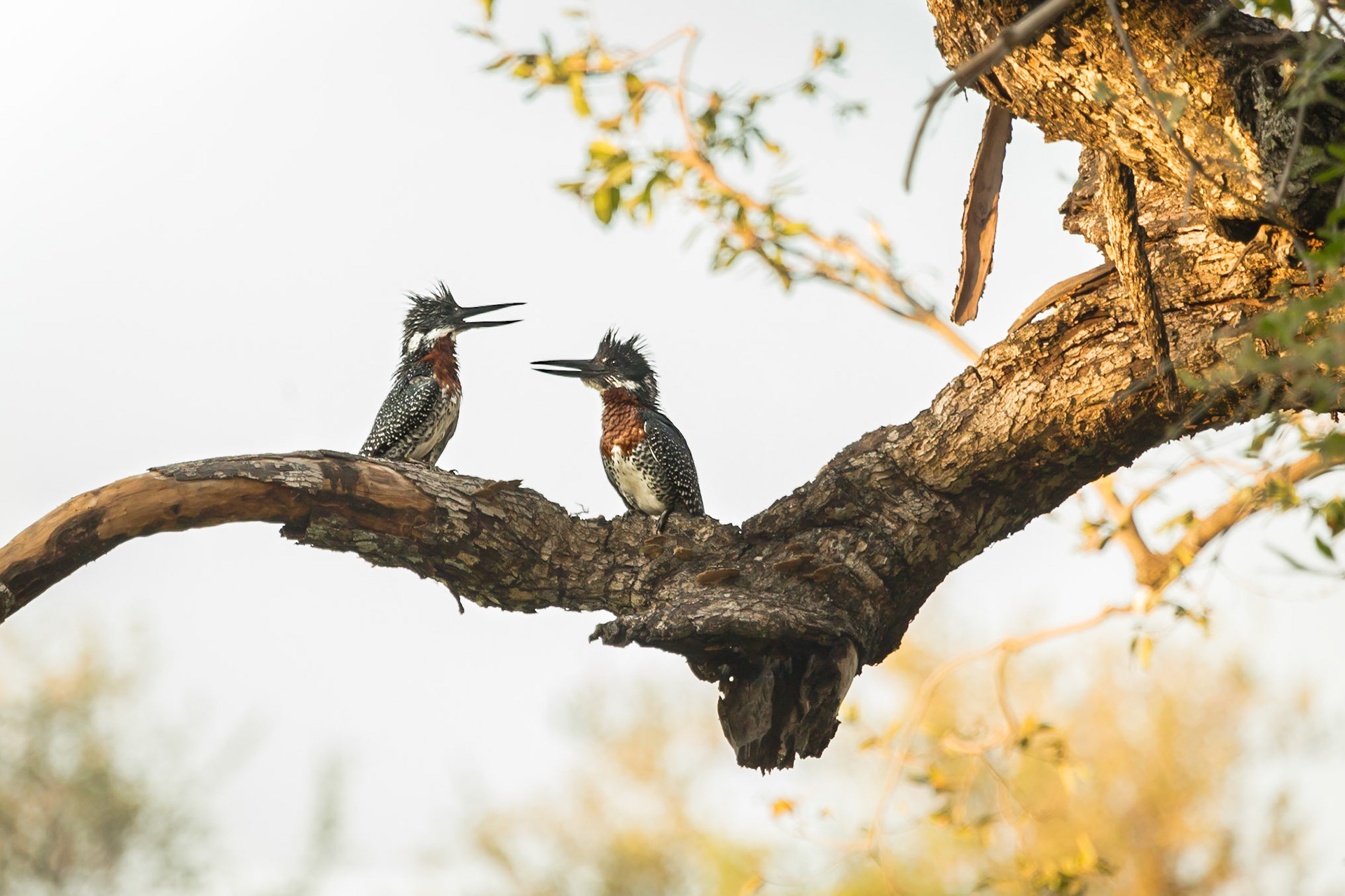 Chatting Giant Kingfishers