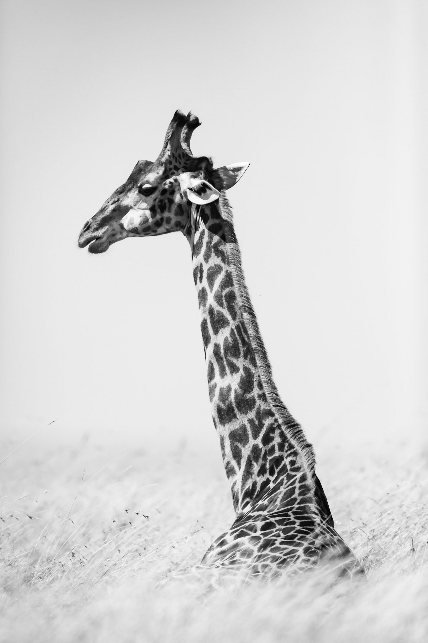 Masai Giraffe 1/3