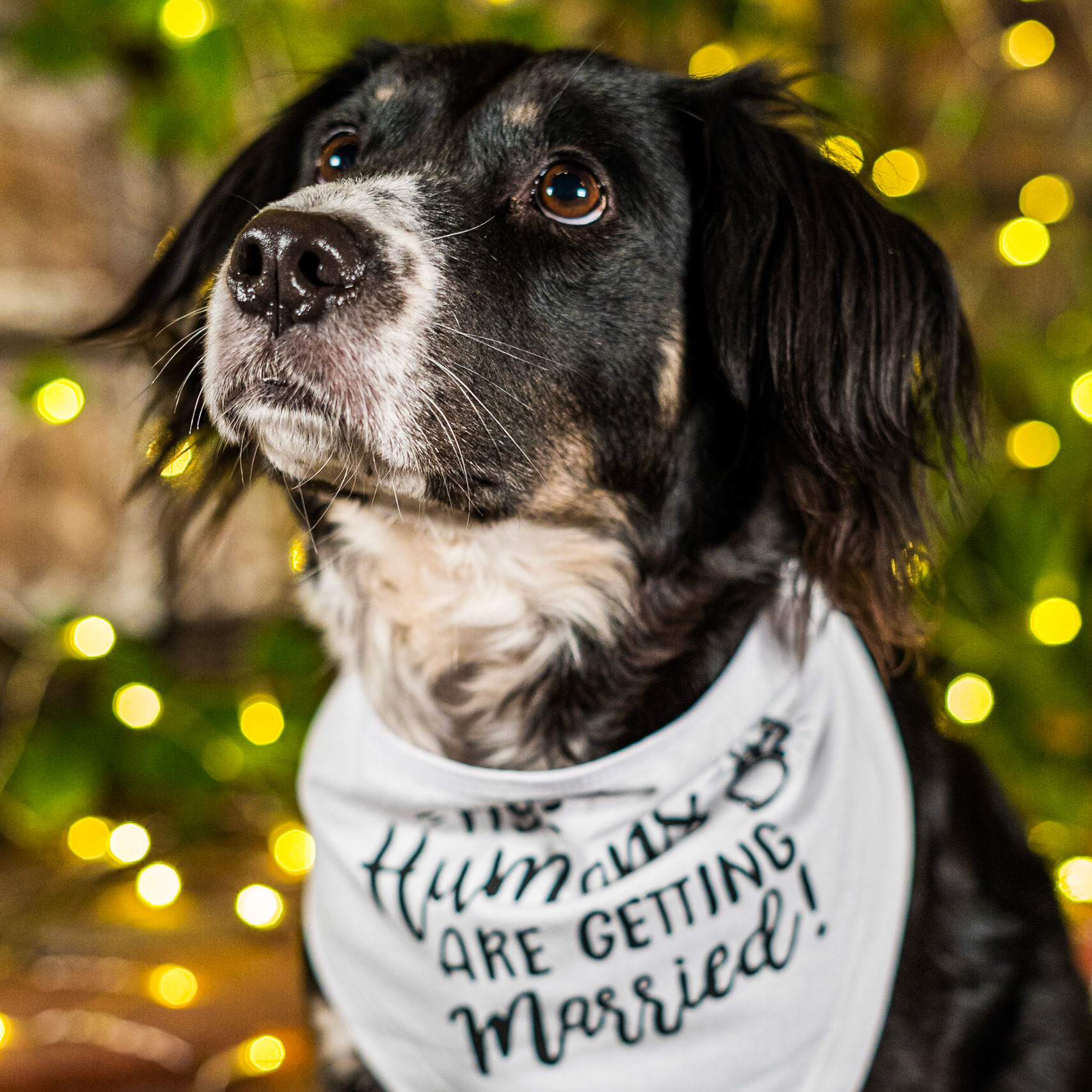 Pet Session: Rosco