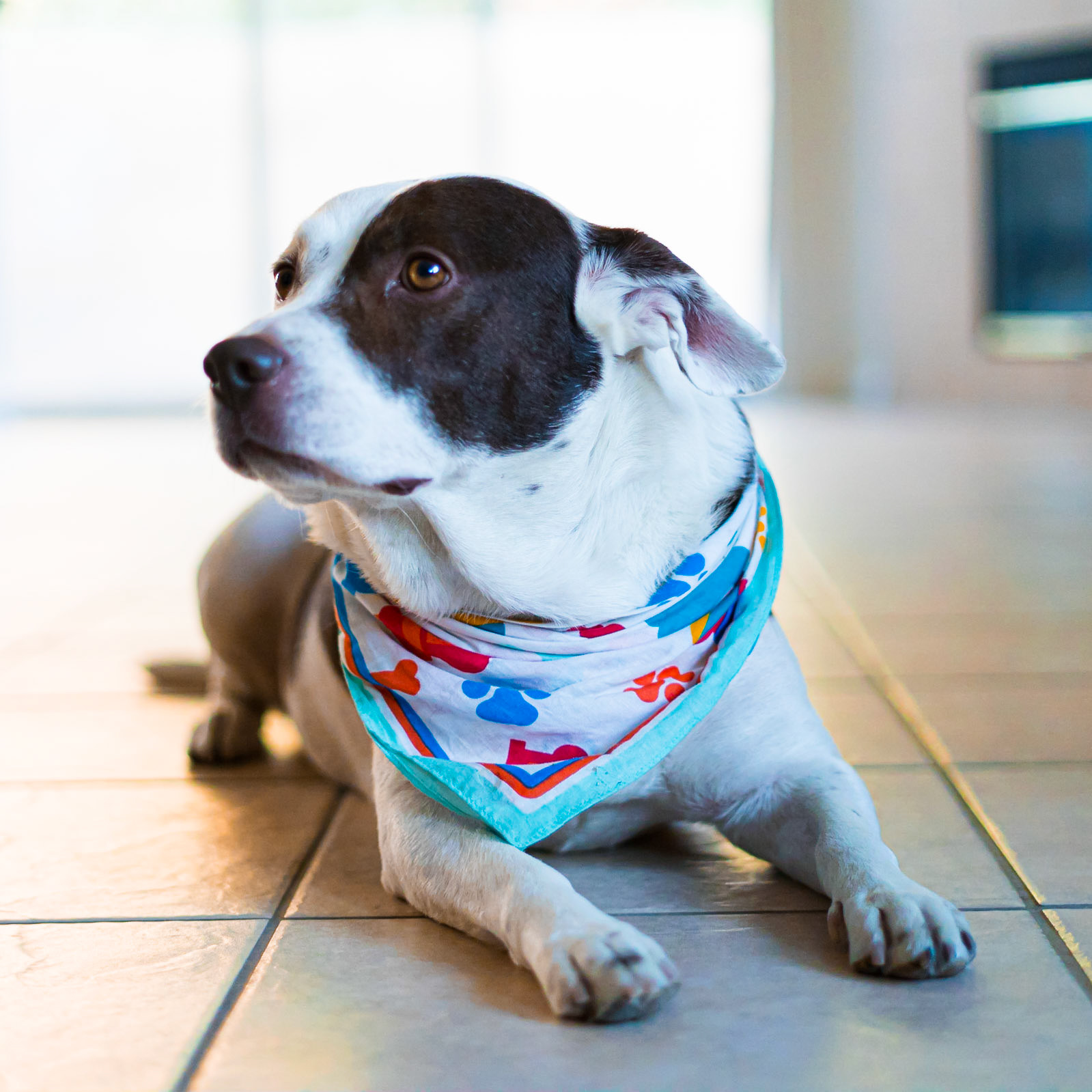 Pet Session: Ayasha