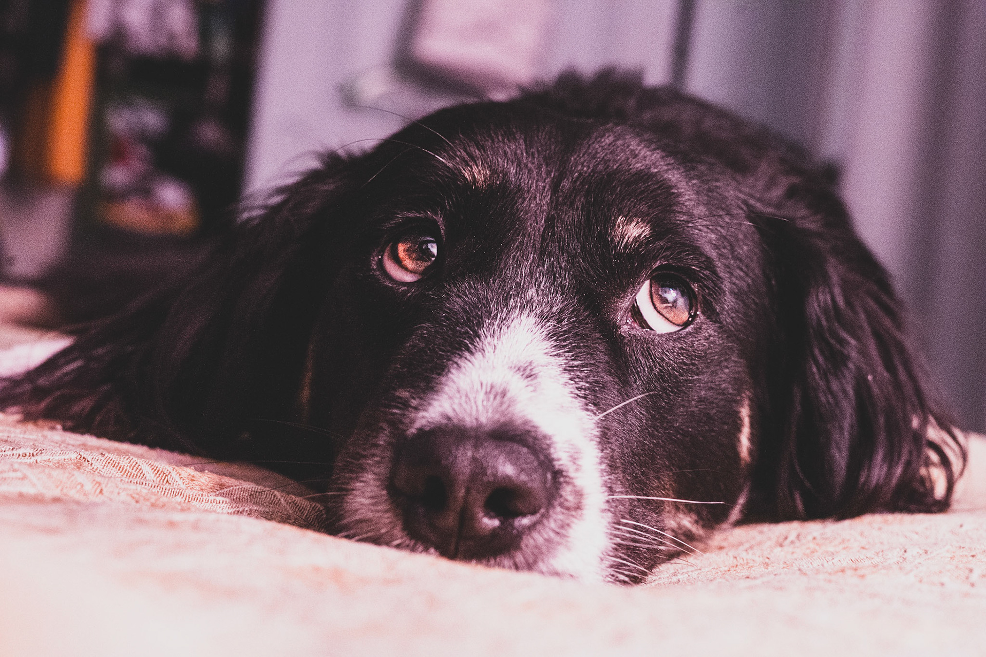Pet Session: Rosco