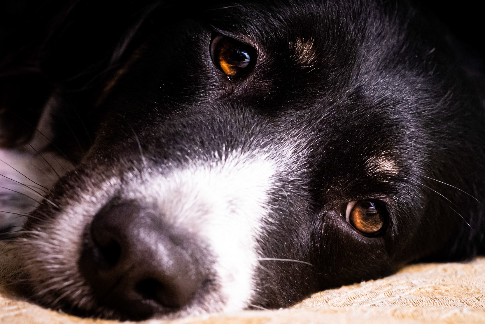 Pet Session: Rosco