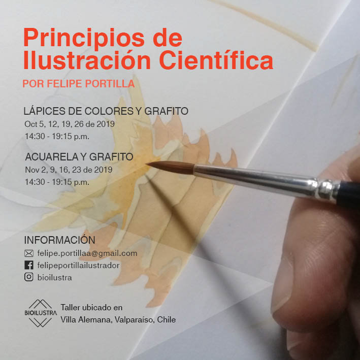 Bioilustra 2019, V. Alemana.