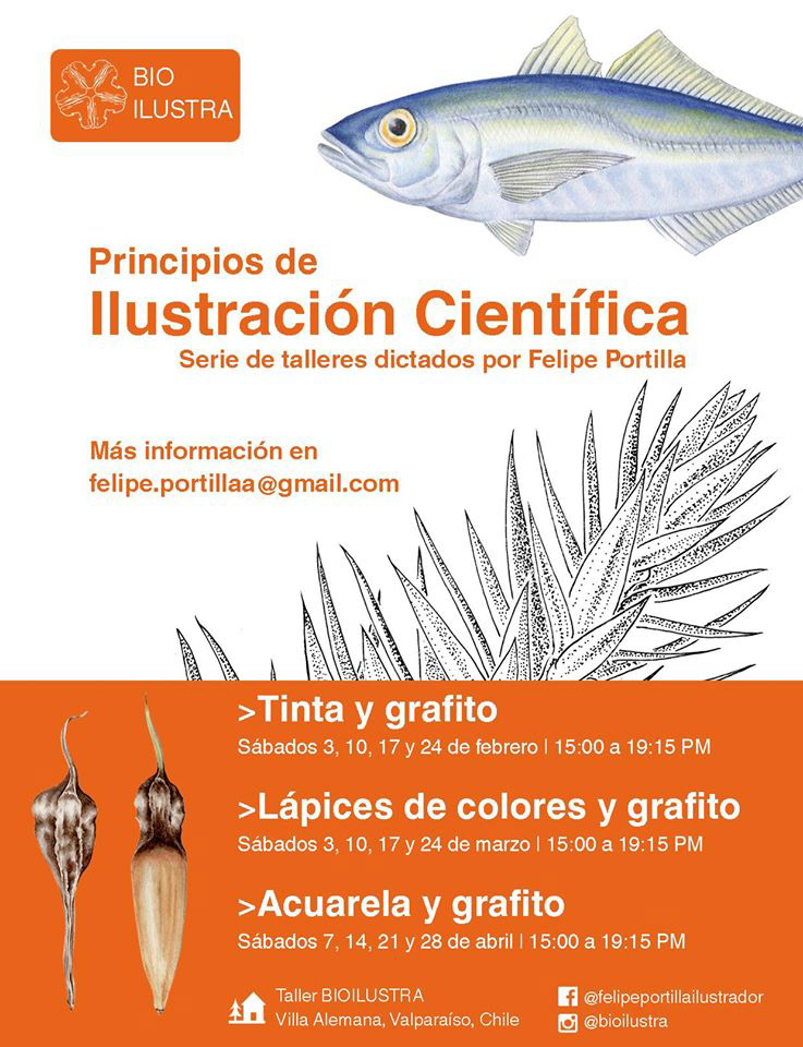 Bioilustra 2019, V. Alemana