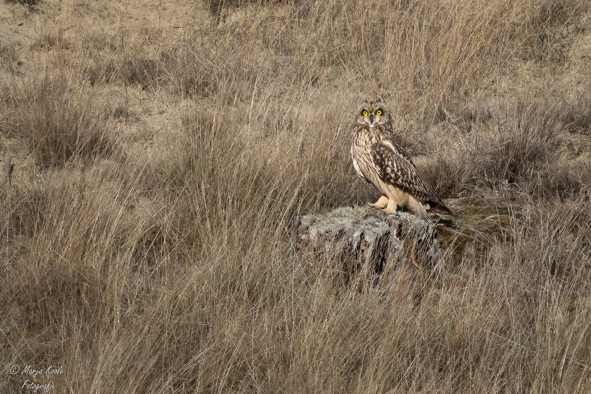 Velduil op park de Hoge Veluwe