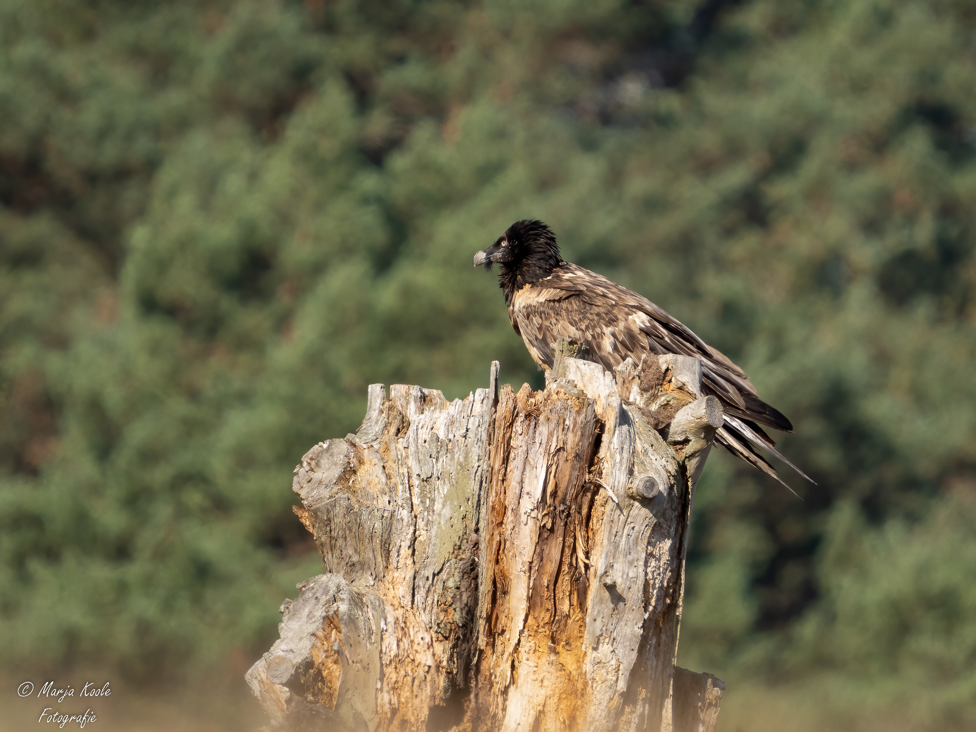 Lammergier op de Hoge Veluwe