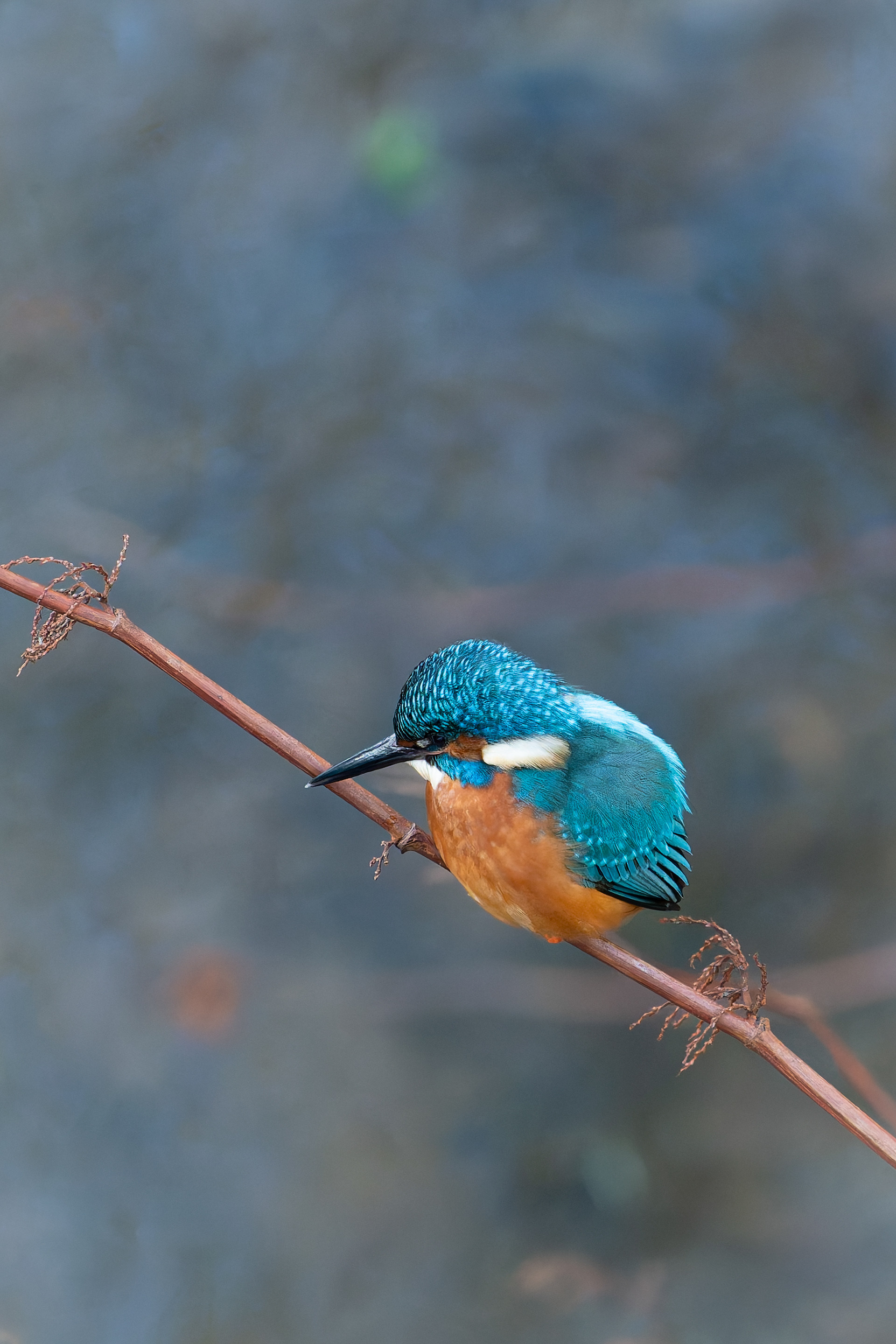 Kingfisher on the River Kelvin, Glasgow