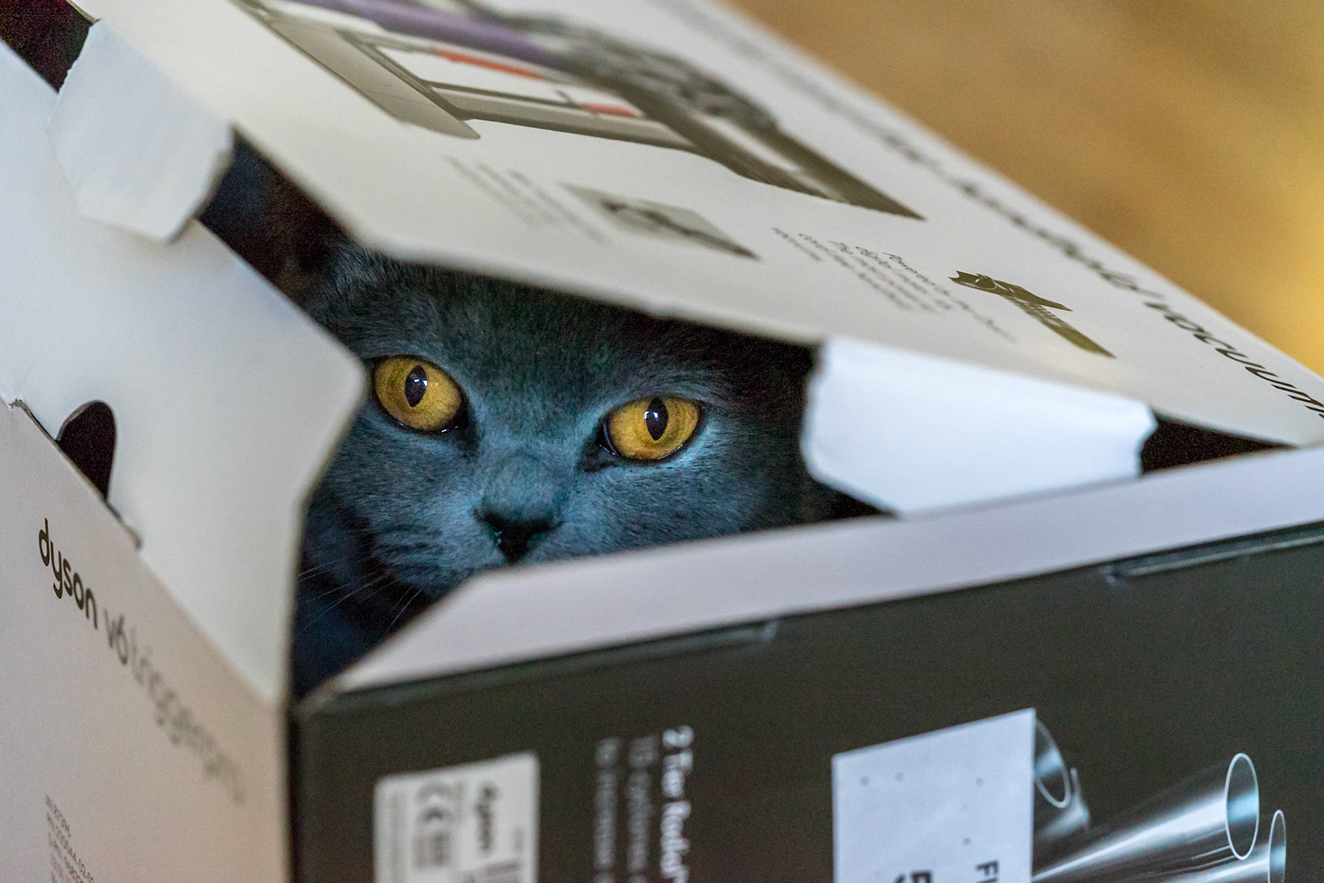 Peek A Boo