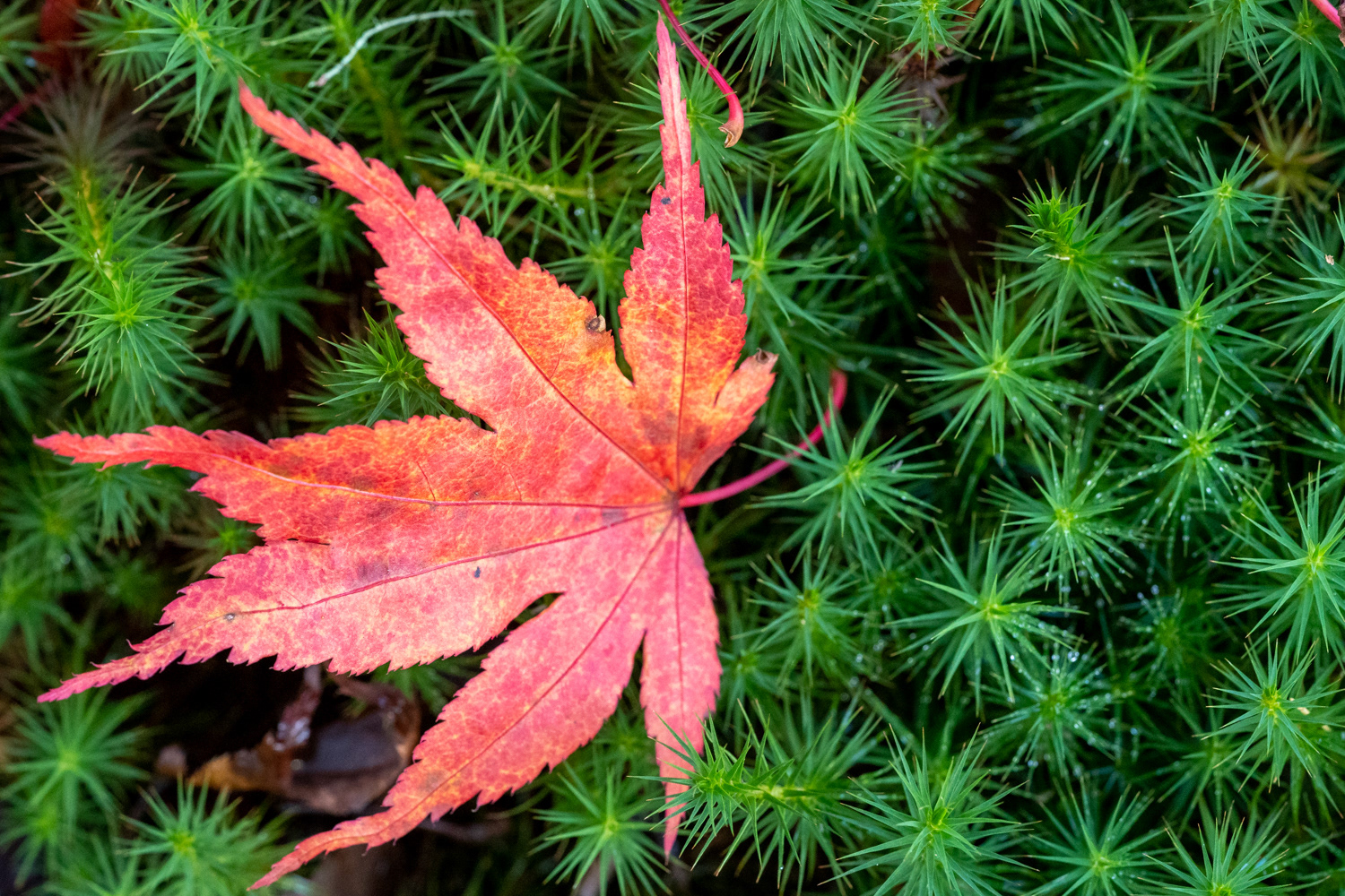 Colours of Autumn