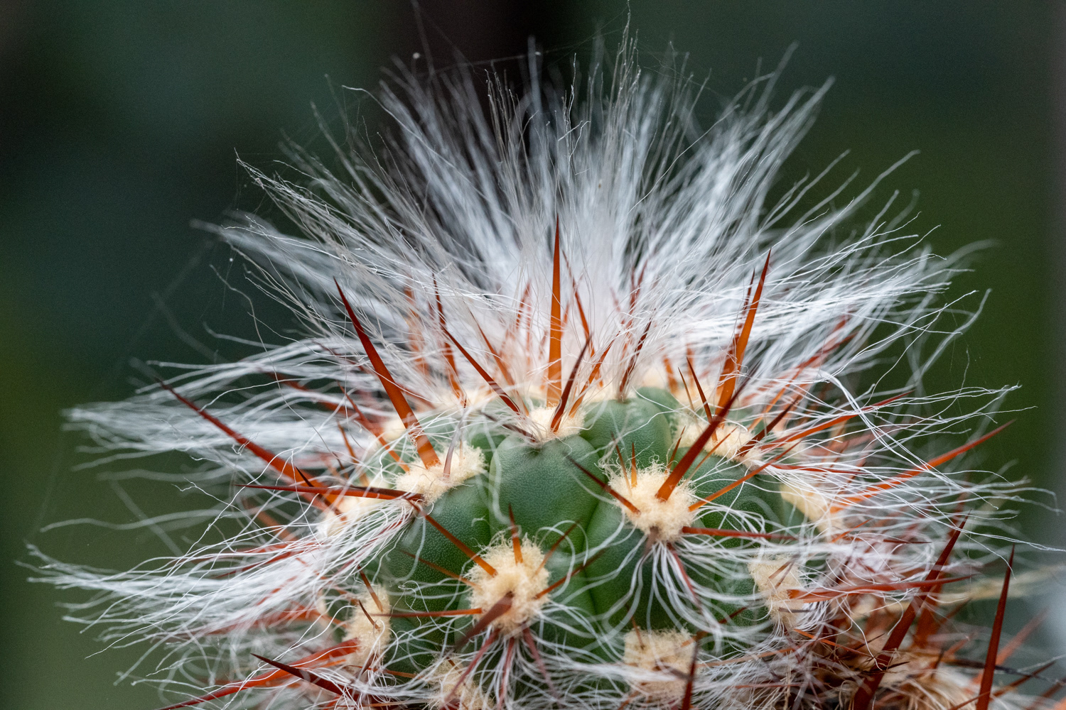 Bad Hair Day