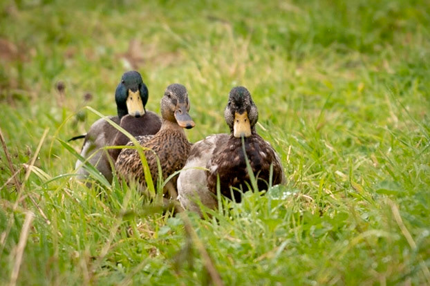 Totally Quackers