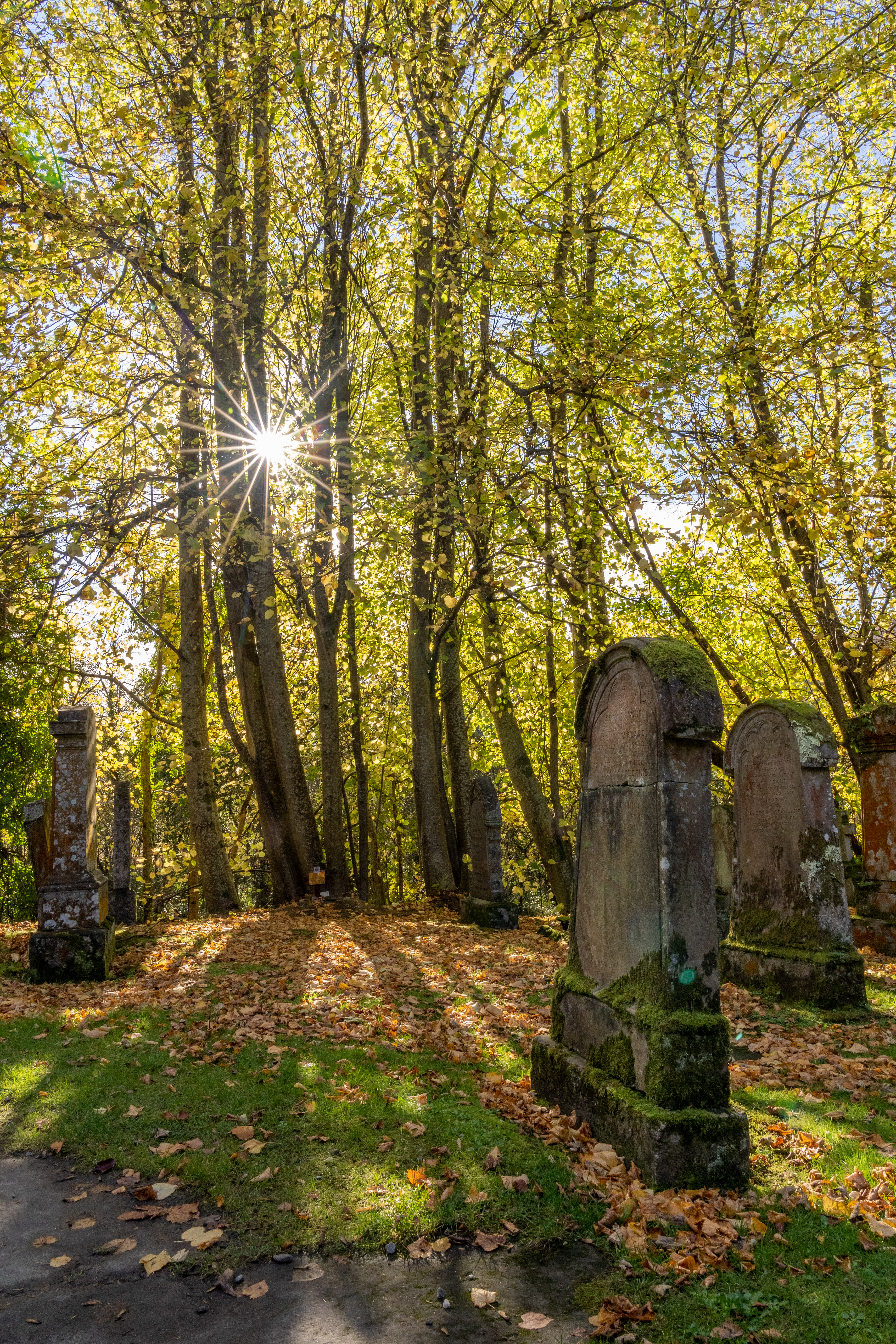 Autumn Rays of Sunshine