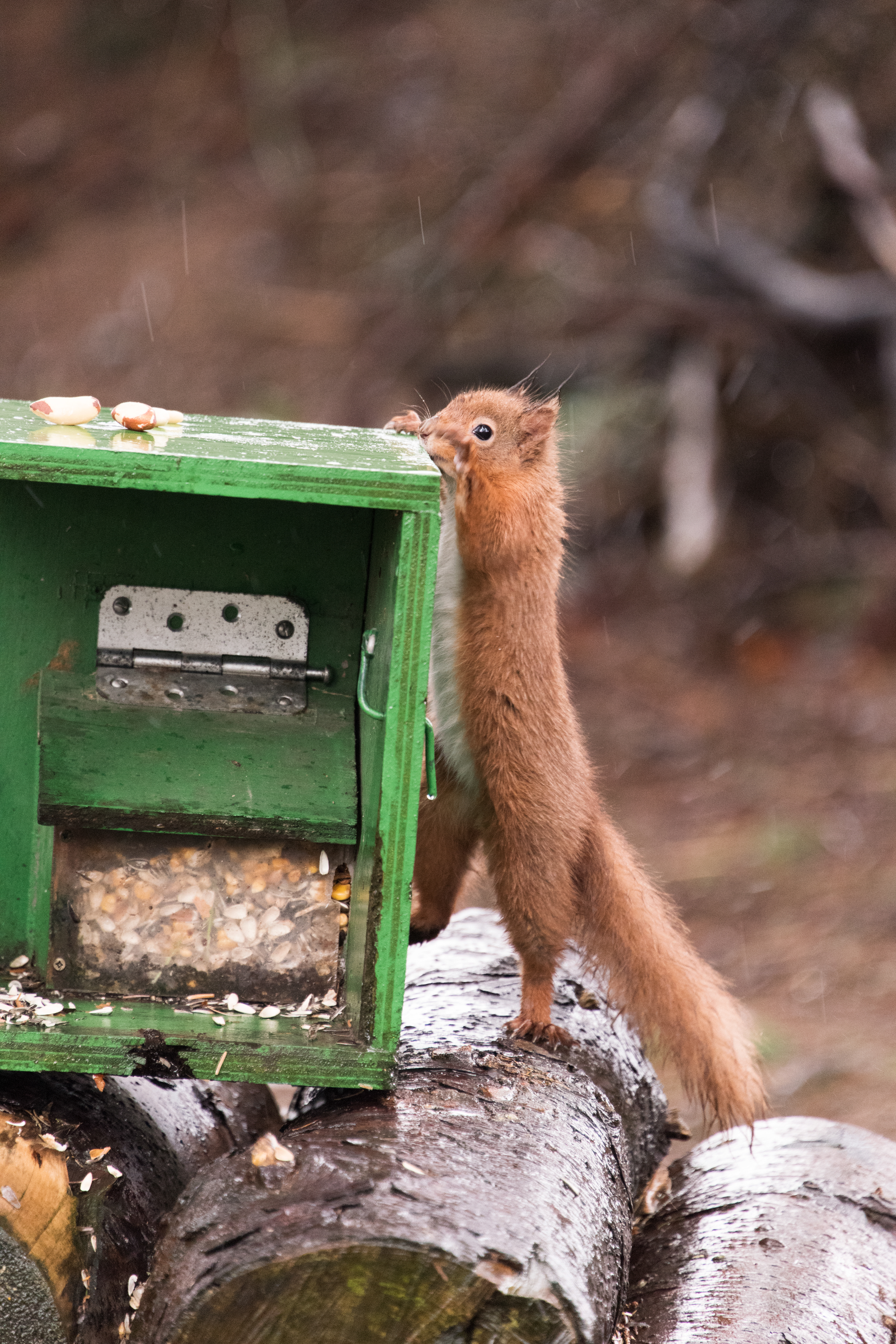 Looking for Food