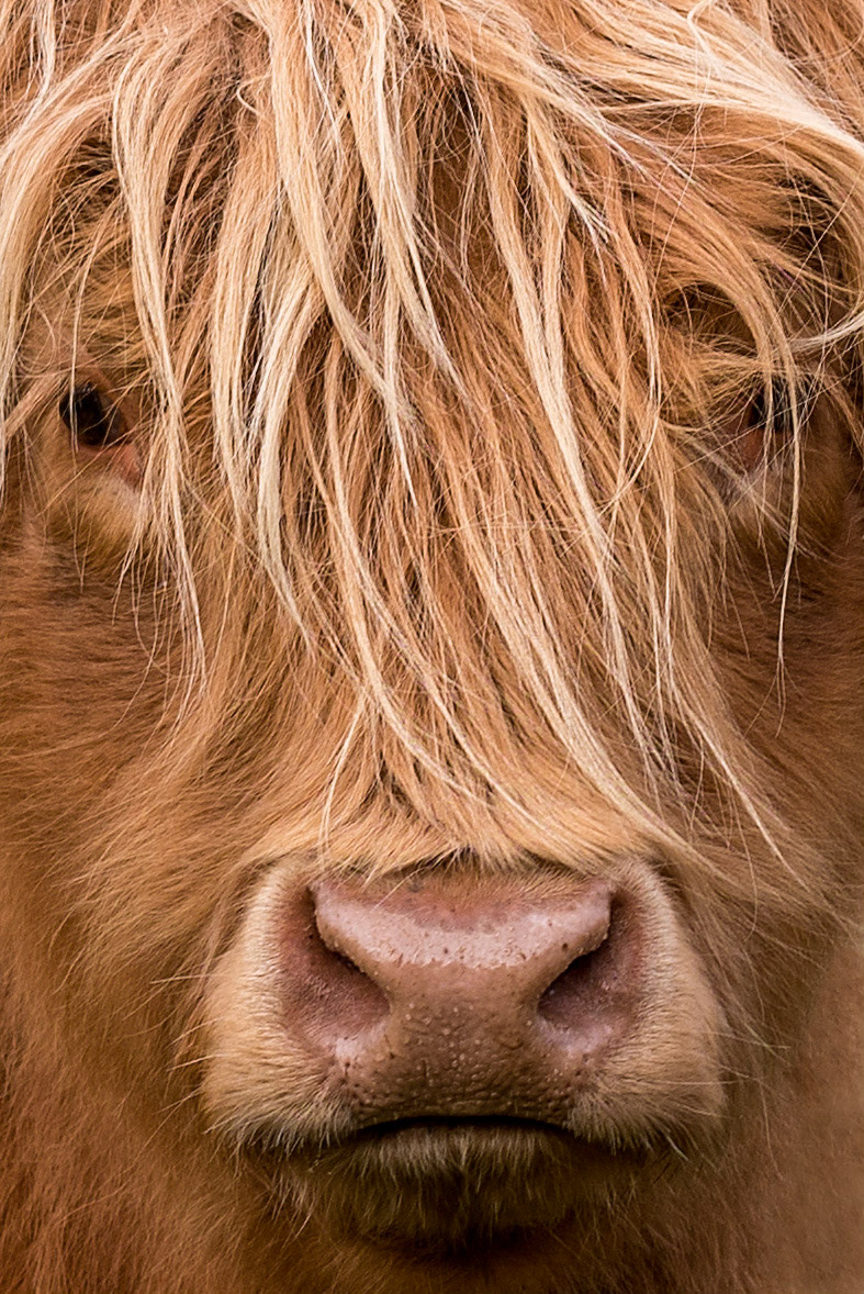 Highland Cow