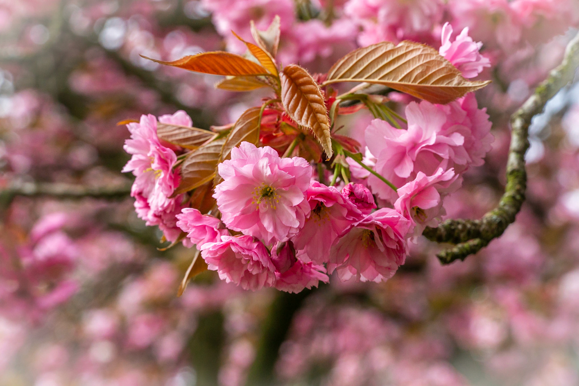 Cherry Blossom, Signs of Spring