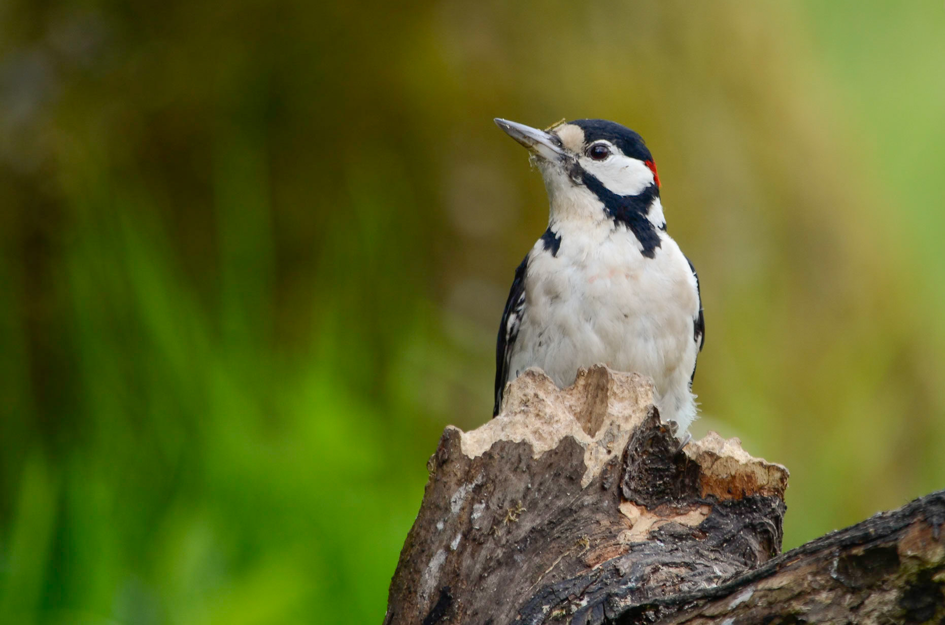 Woodpecker
