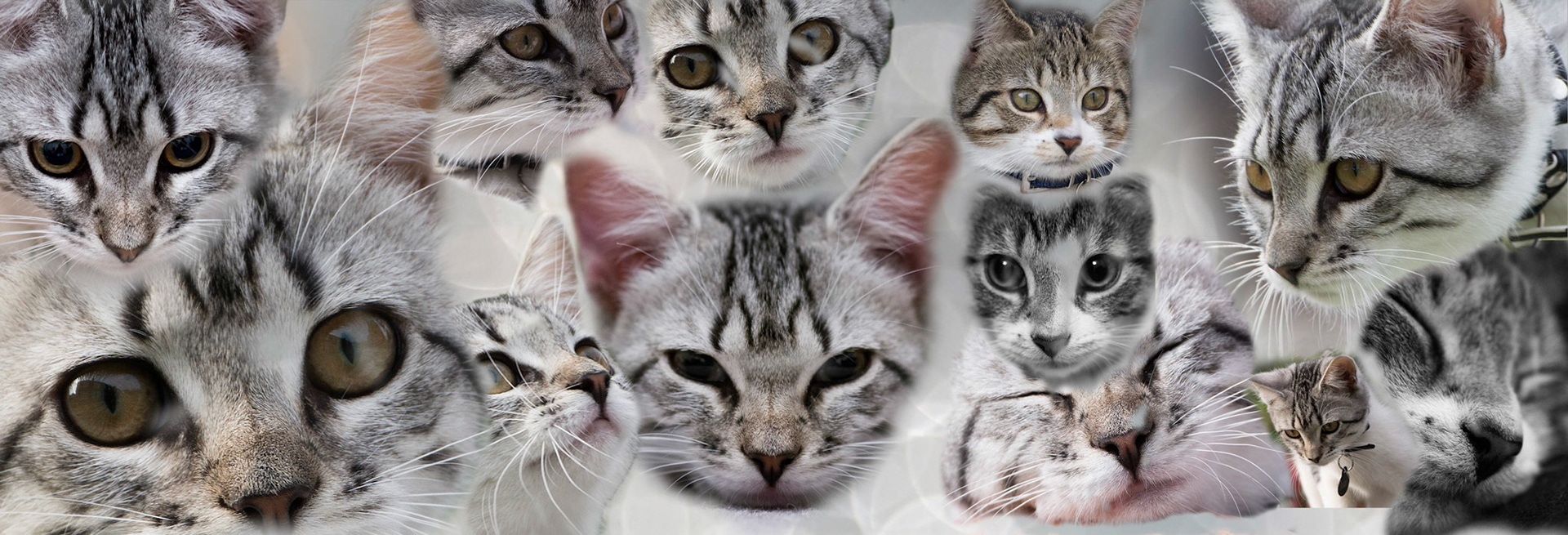 No Such Thing as Too Many Cats !!